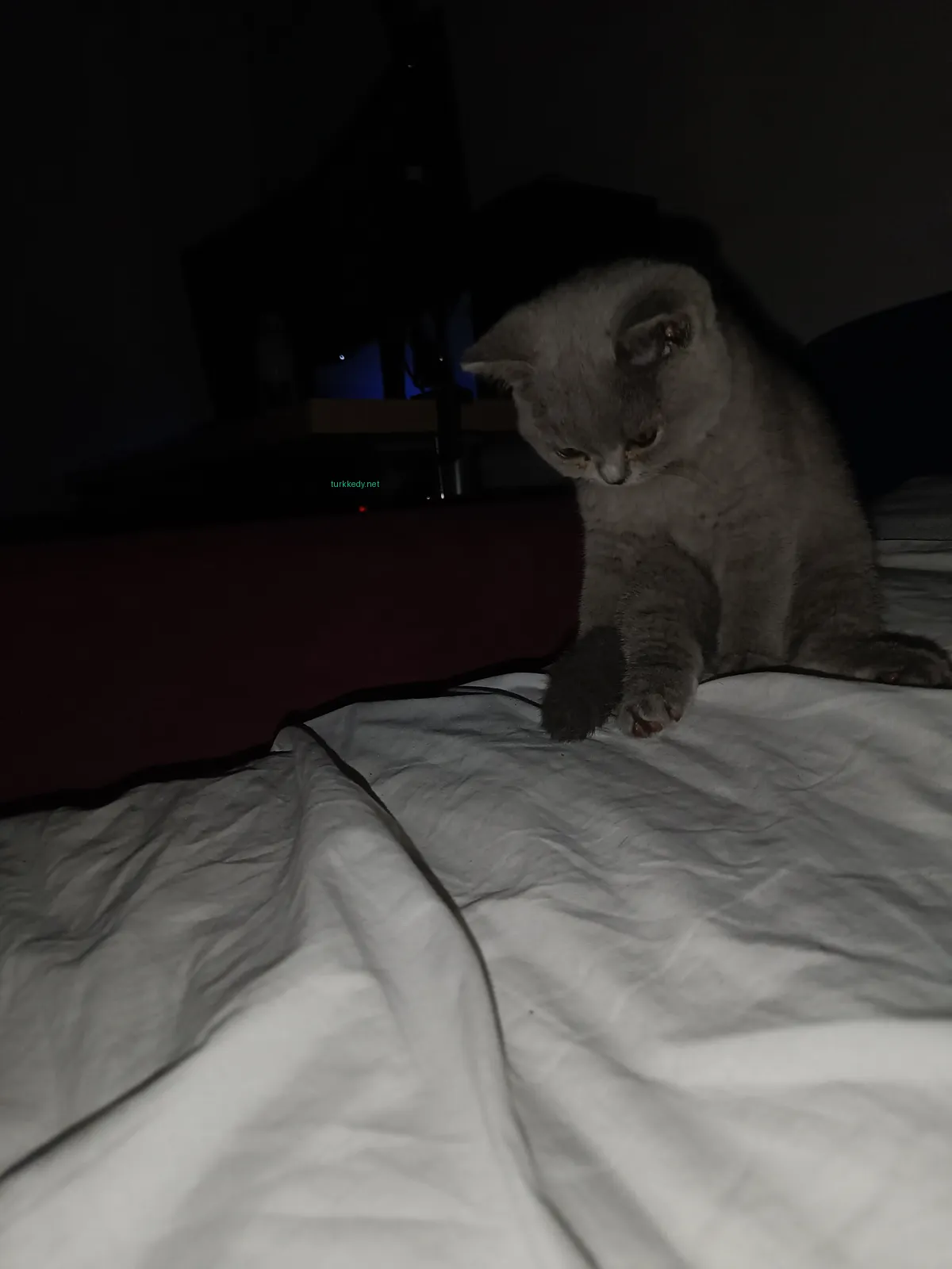 Gri bir kedi beyaz göğüsleriyle yatakta oturuyor.