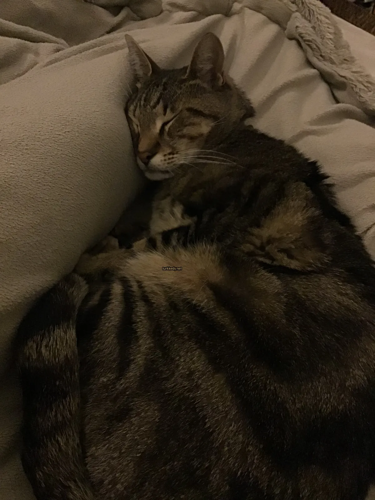 Kırmızı ve siyah desenli bir kedi yatakta yatıyor.