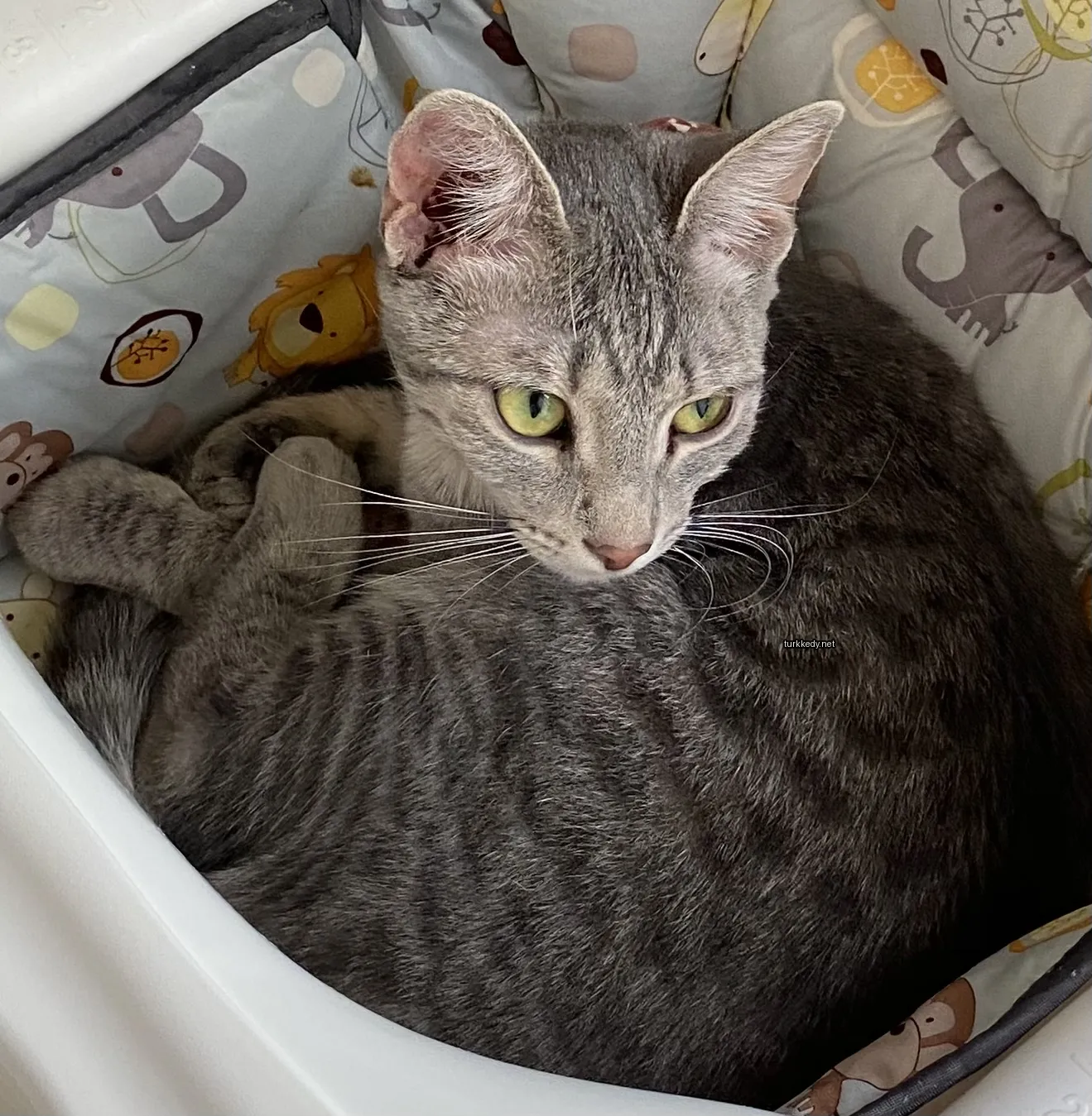 Beyaz ve gri bir kedi bebek sandalyesinde sarılı.