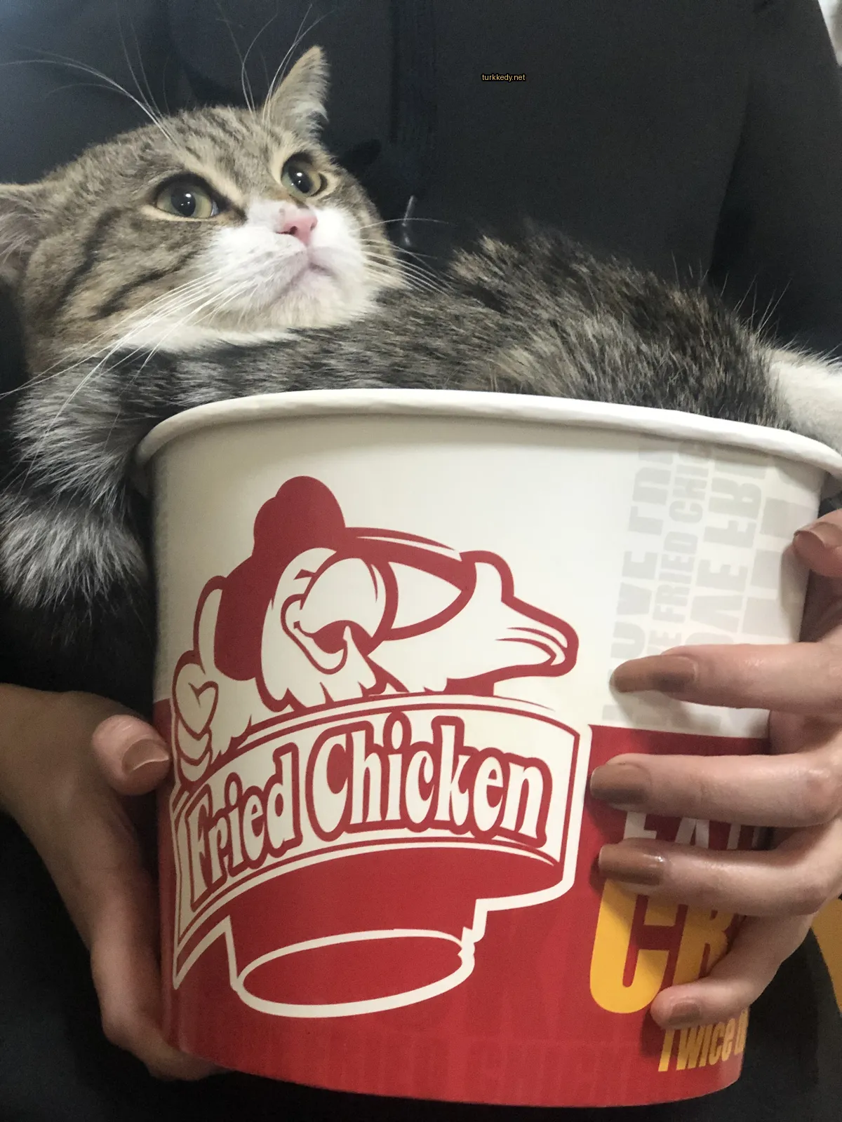 Kedi bir kırmızı ve beyaz tabakta yatıyor.