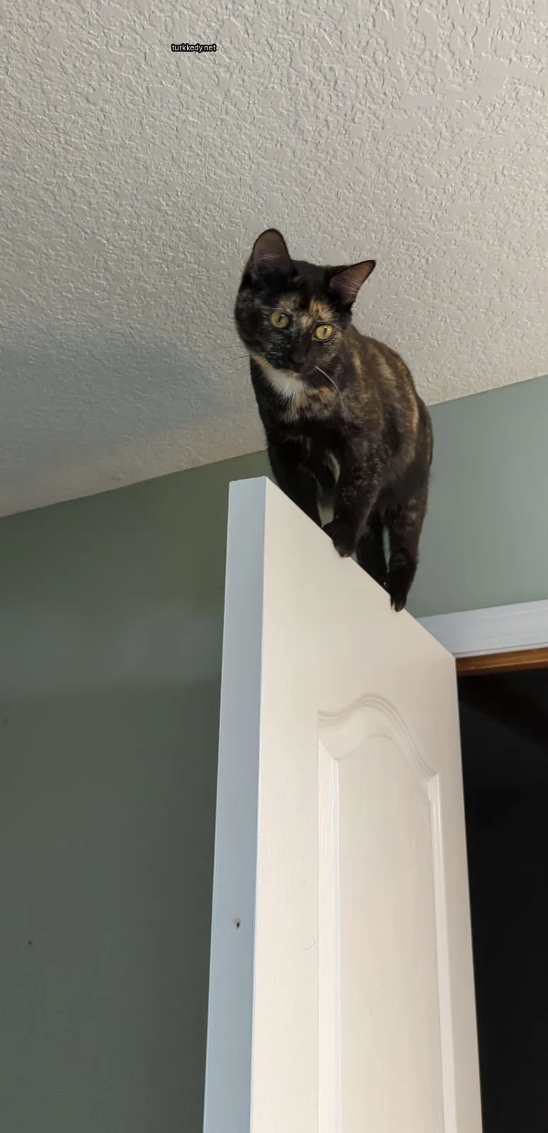 Siyah ve kahverengi bir kedi, beyaz göğsüyle birlikte beyaz bir kapı üzerinde oturuyor.