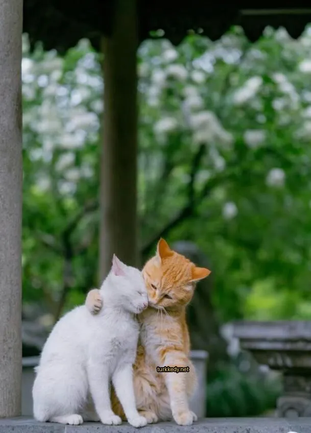 Beyaz bir kedi ve kahverengi beyaz bir kedi.