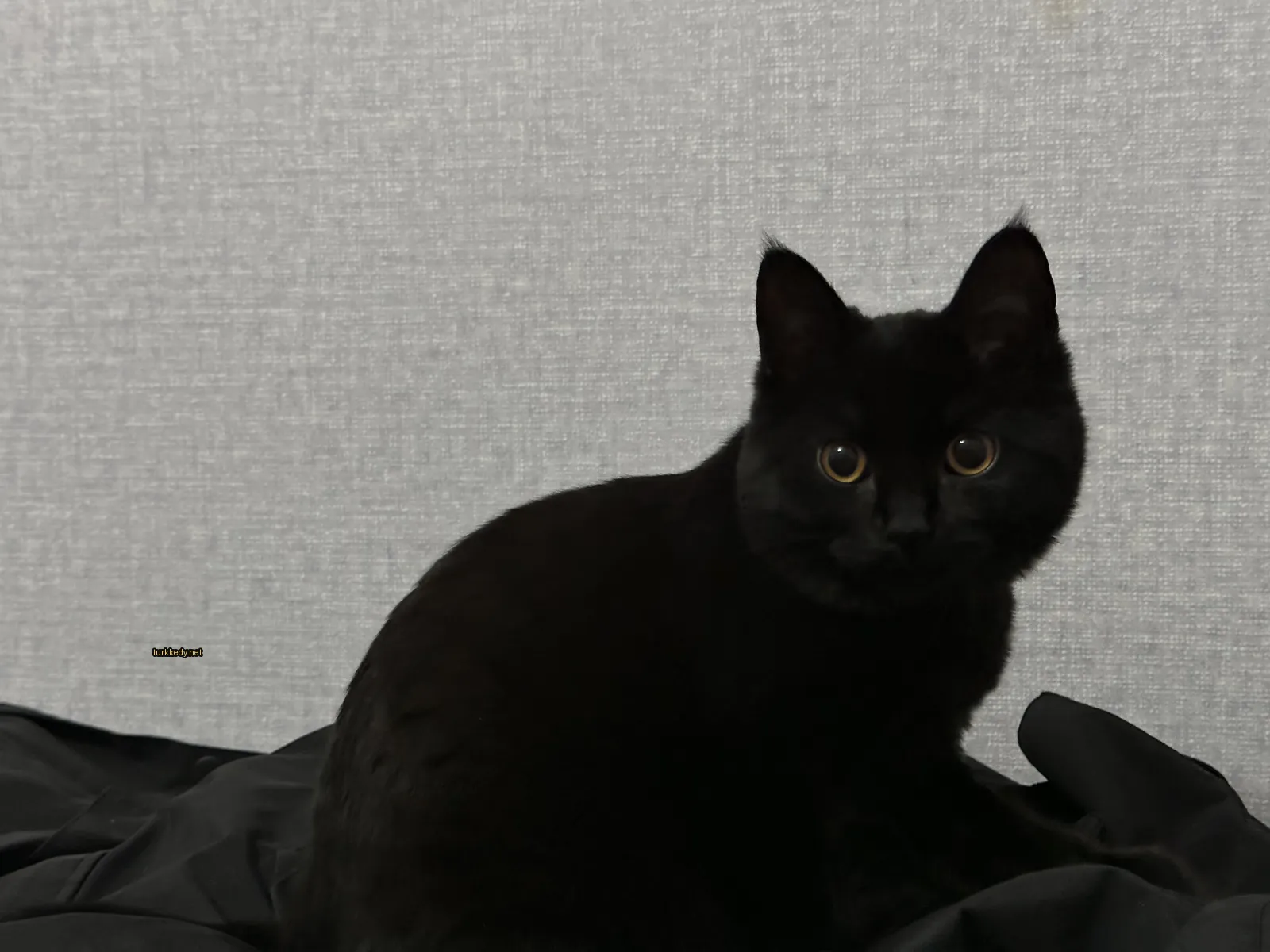 Siyah bir kedi siyah bir battaniyede oturuyor.