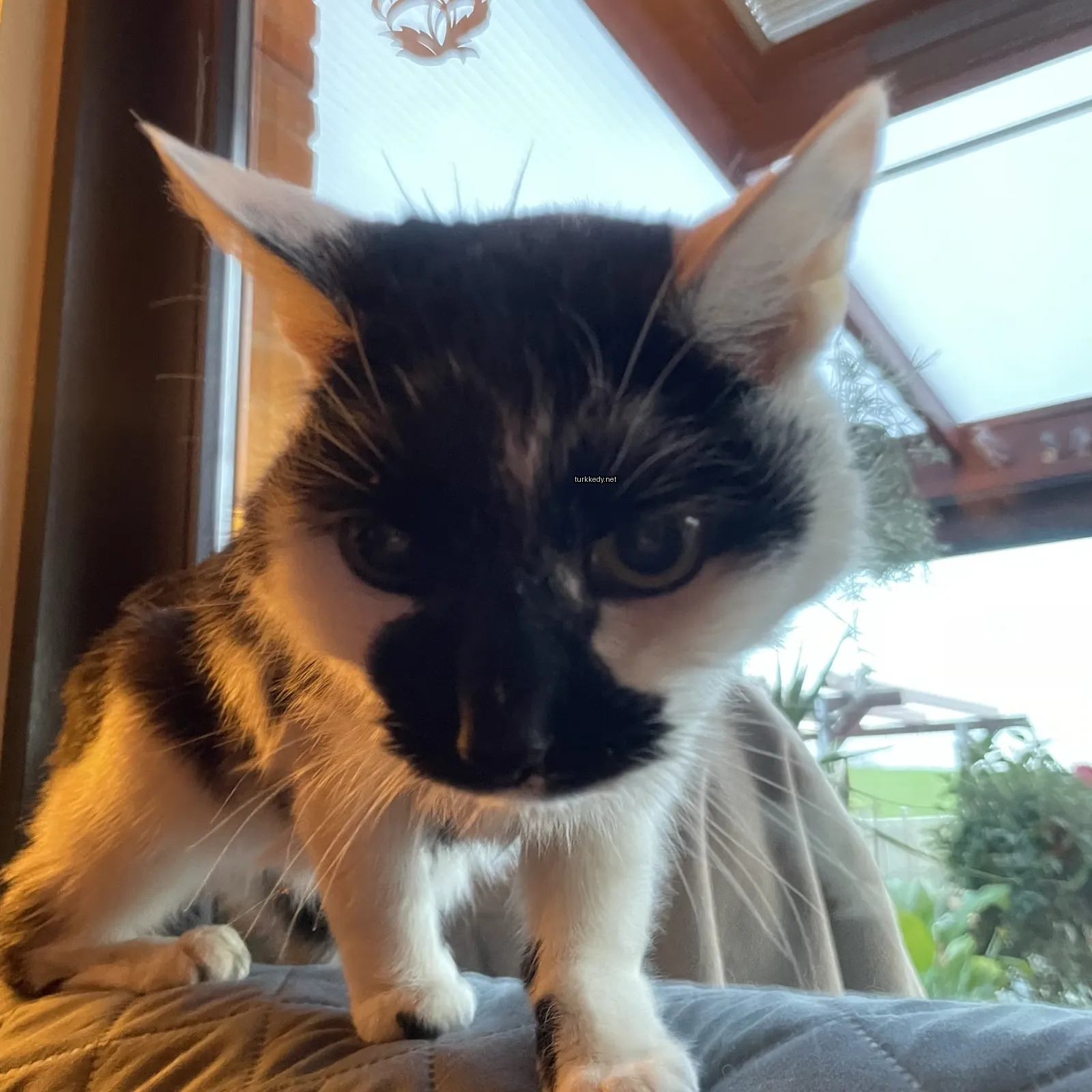 Beyaz bir kedi bir sofa üzerinde oturuyor.