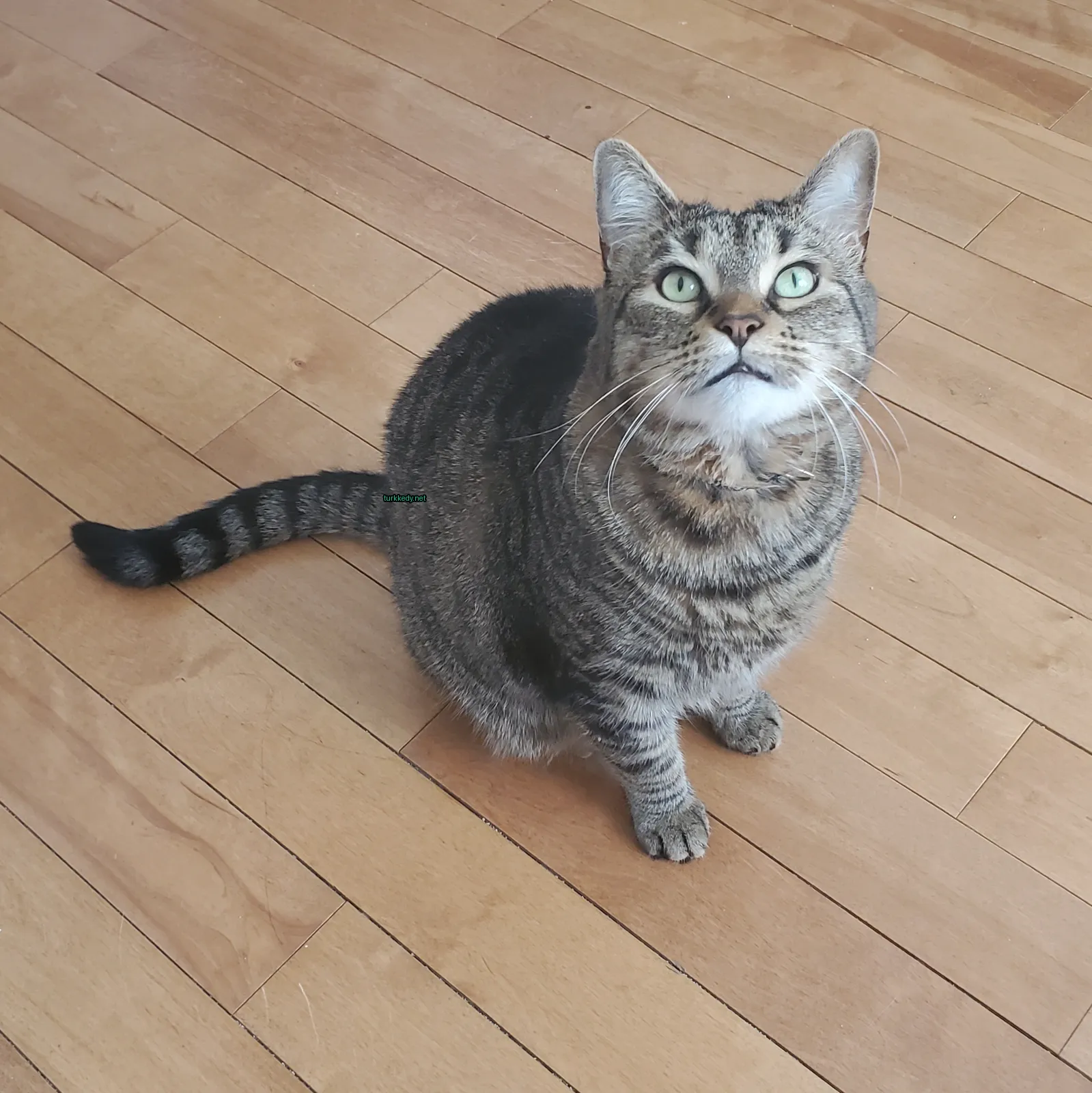 Gri ve siyah bir kedi, yeşil gözleri ve yeşil kuyruğu ile ahşap zeminde oturuyor.