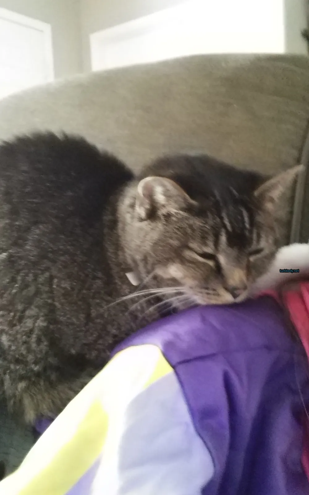 Siyah ve gri bir kedi bir sofa üzerinde yatıyor.