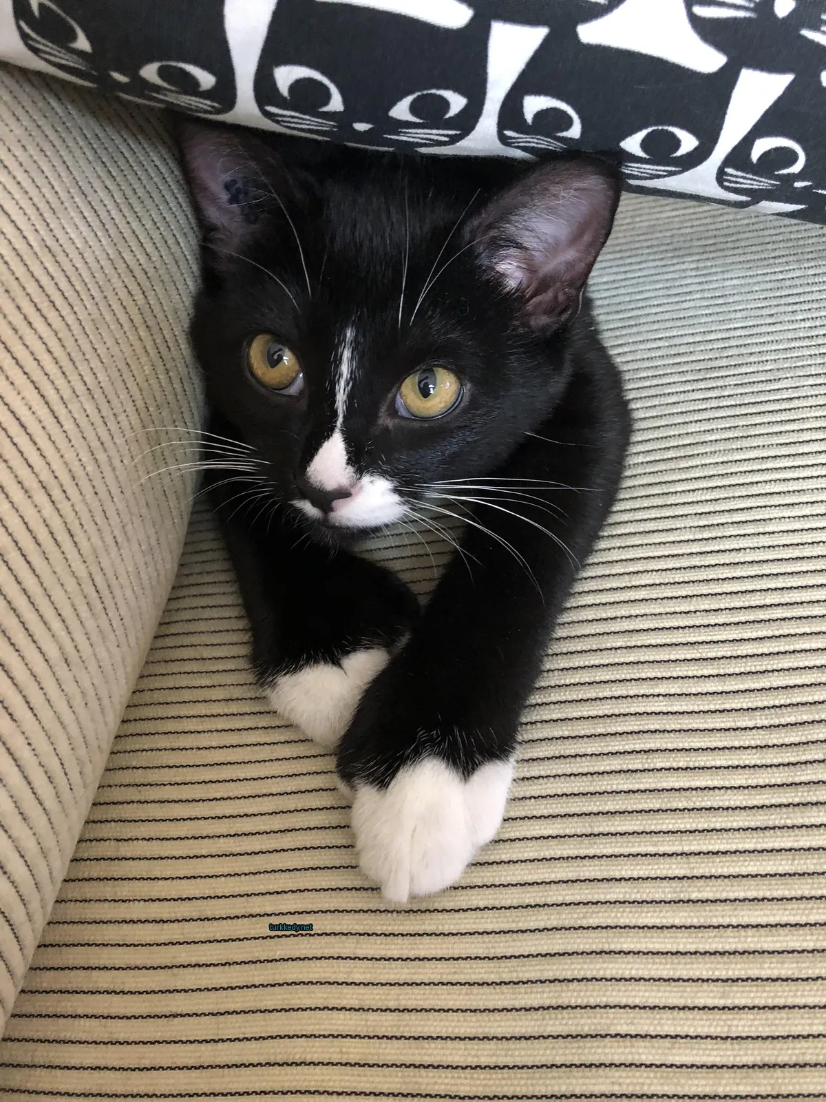 Siyah ve beyaz bir kedi bir sofa üzerinde yatıyor.