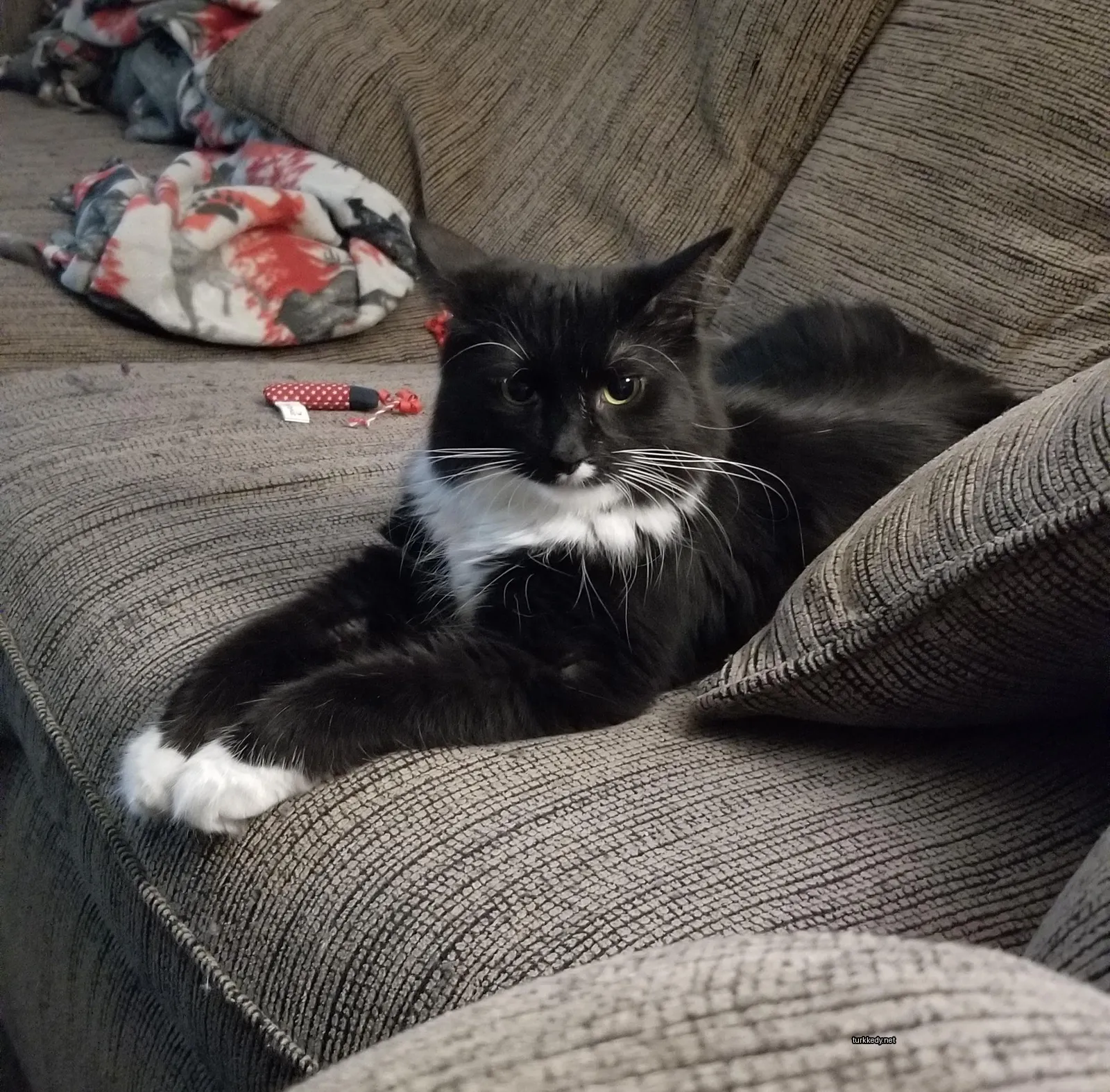 Siyah ve beyaz bir kedi bir sofa üzerinde yatıyor.