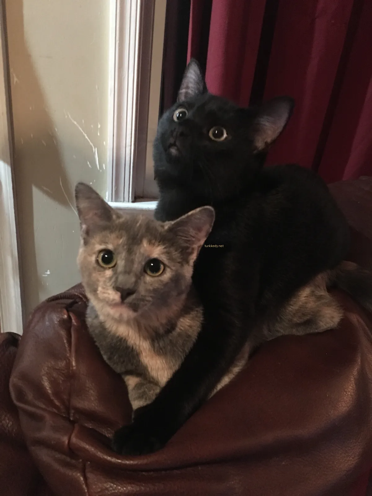 Siyah ve beyaz bir kedi, altın bir kemerli gri bir kedi ile deri bir sofa üzerinde oturuyor.