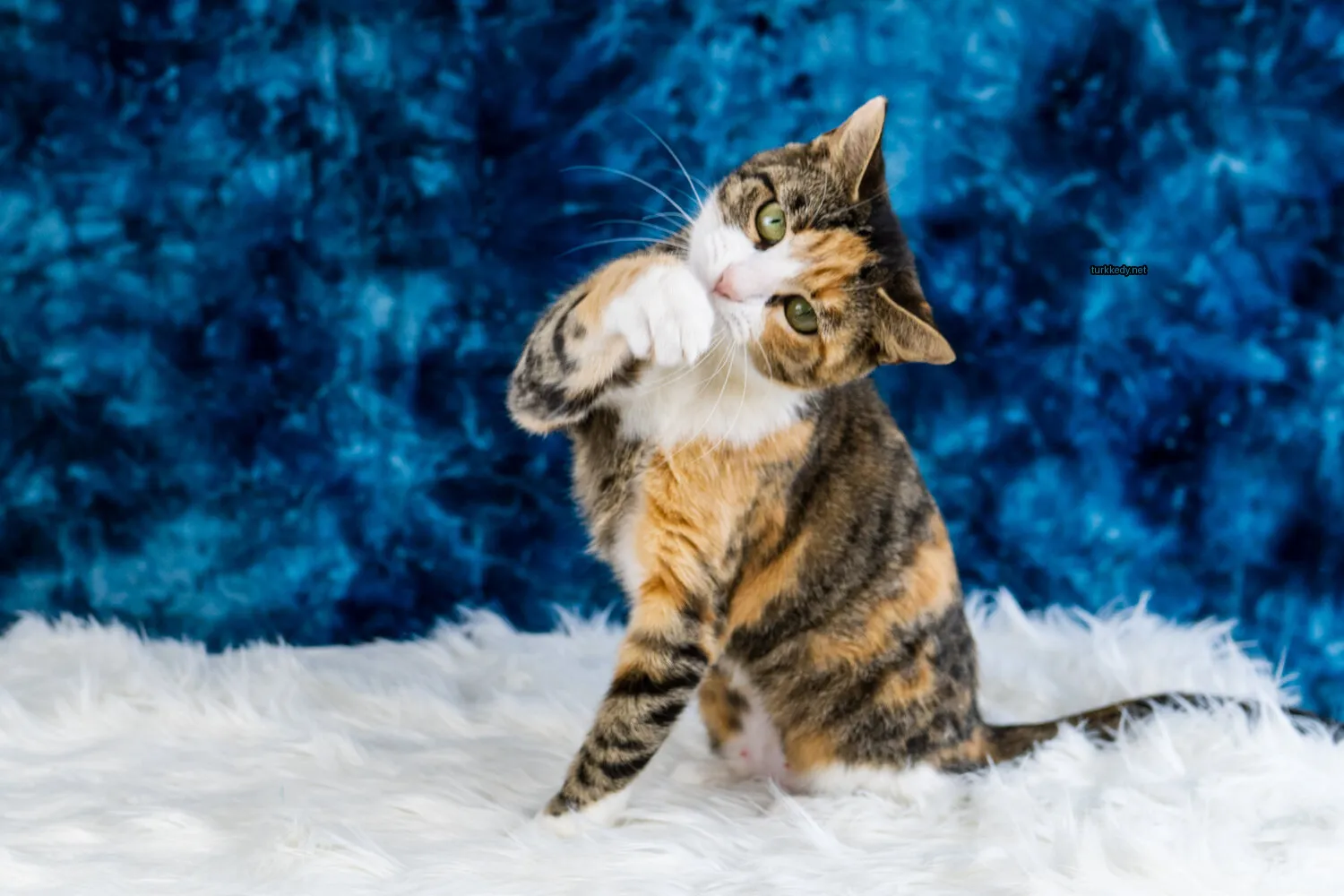 Beyaz gövdesinde kahverengi ve siyah tüylü bir calico kedi beyaz tüylü bir yüzeye oturuyor.
