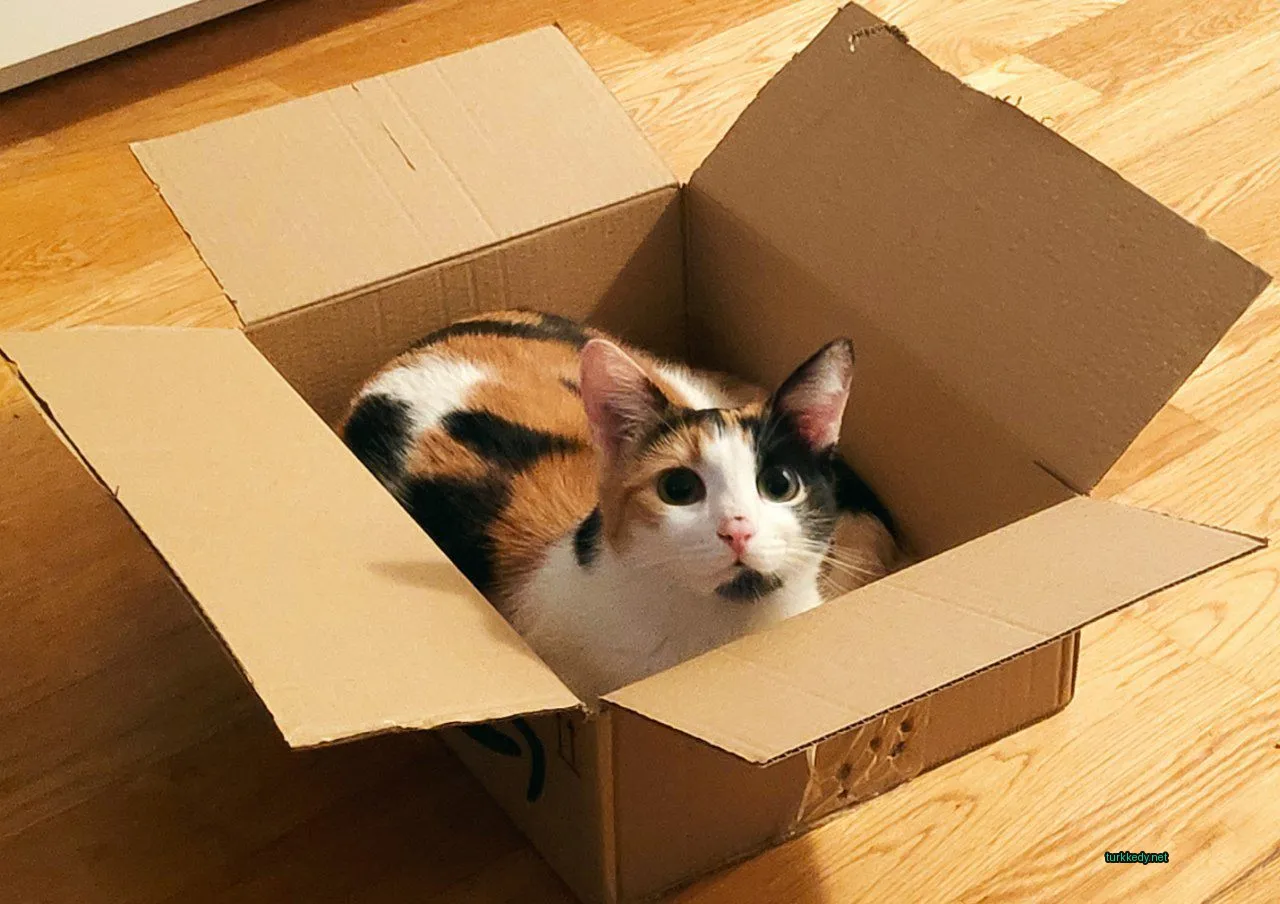 Bir kedi karton kutuda oturuyor.
