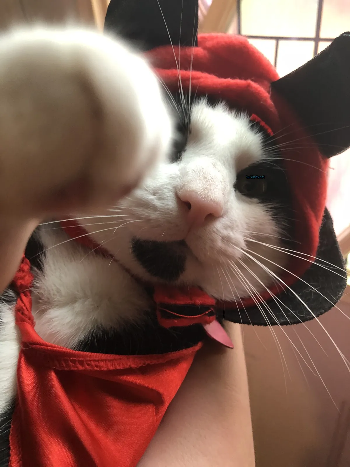 Siyah bir kedi, kırmızı bir şapka ve kırmızı siyah bir elbise giymiş.