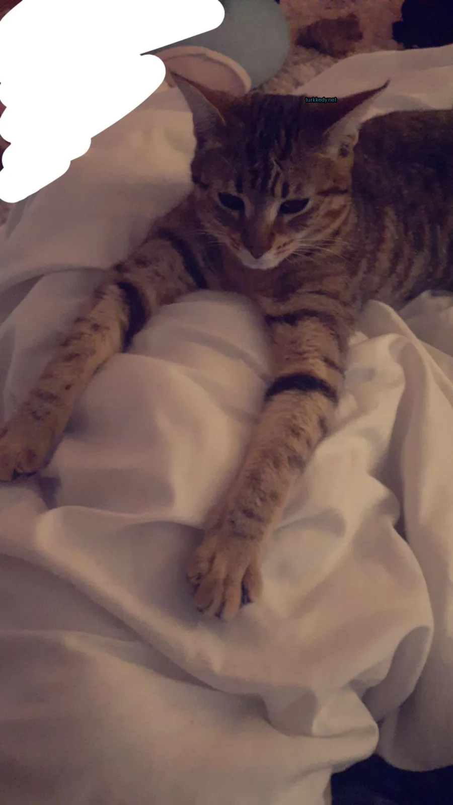 Bir çizgili kedi beyaz bir bez üzerinde yatıyor.