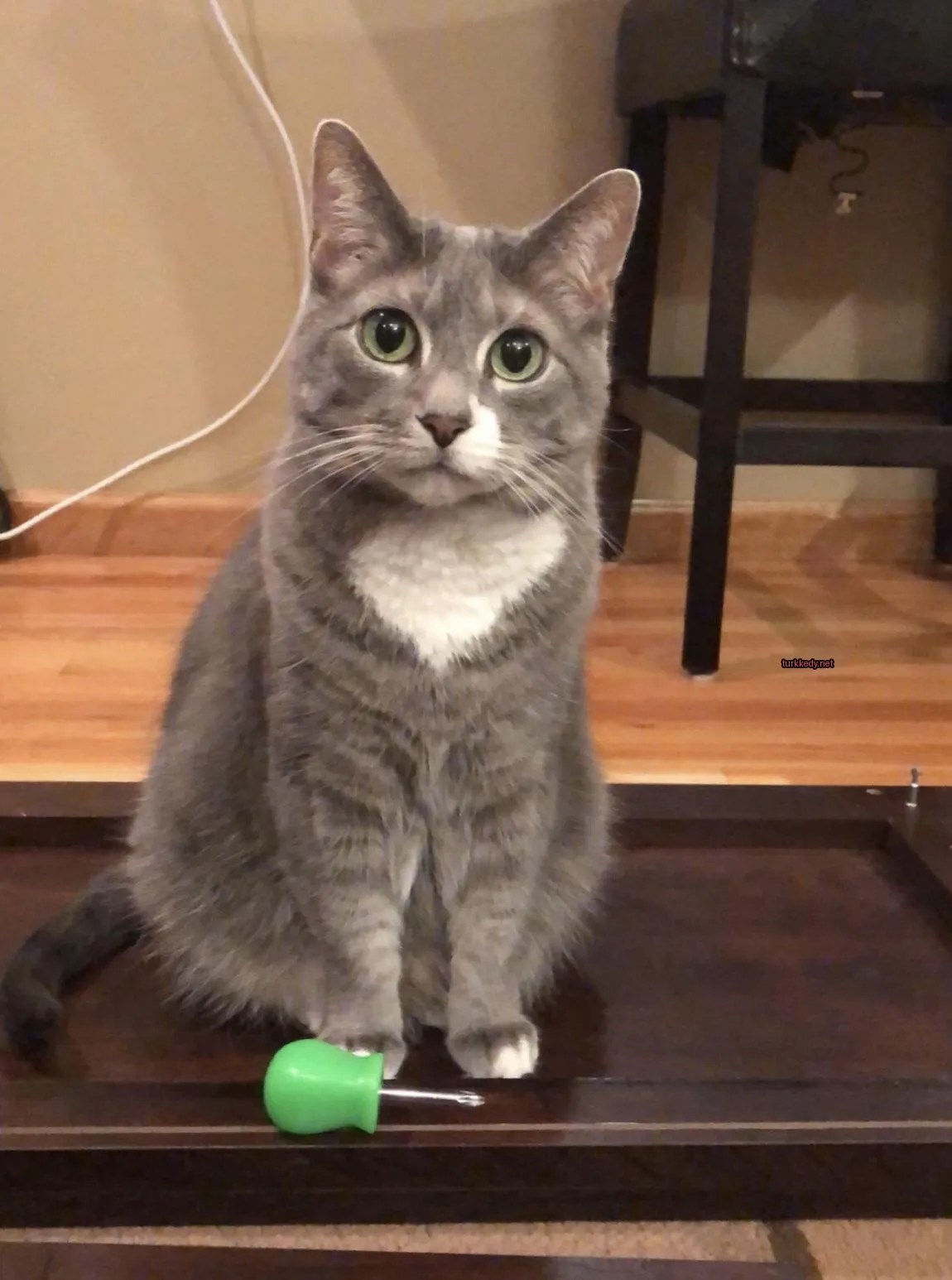Beyaz ve gri bir kedi masa üzerinde oturuyor.