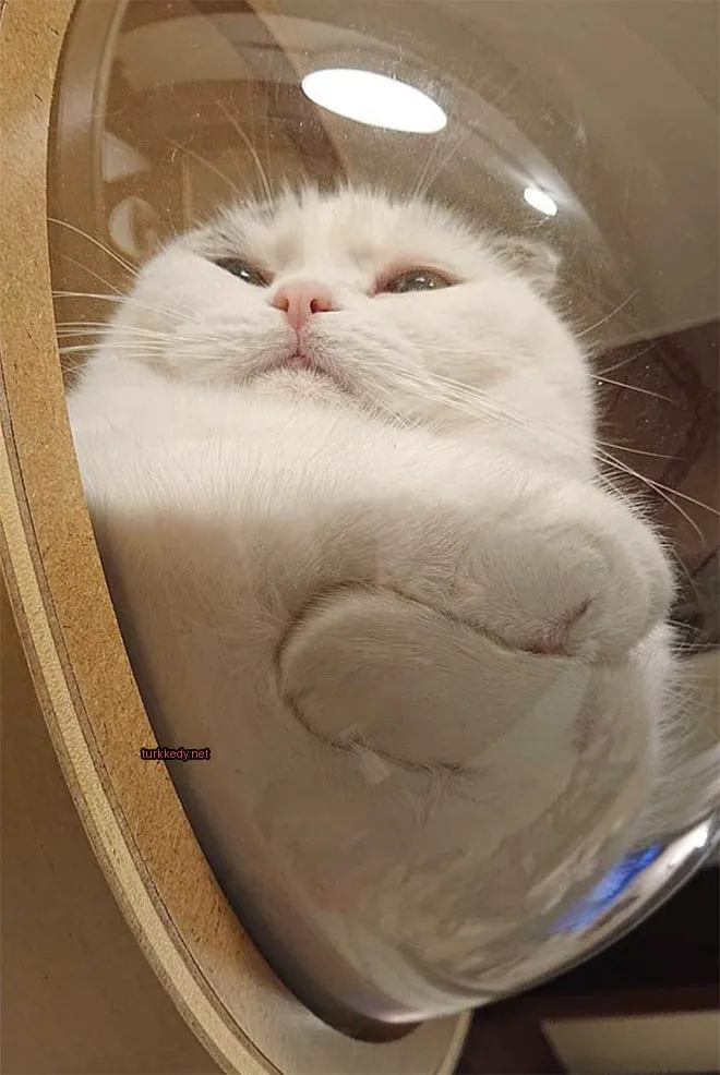 Beyaz bir kedi cam küre içinde yan yatarken pembe burun ve ağızla yatıyor.