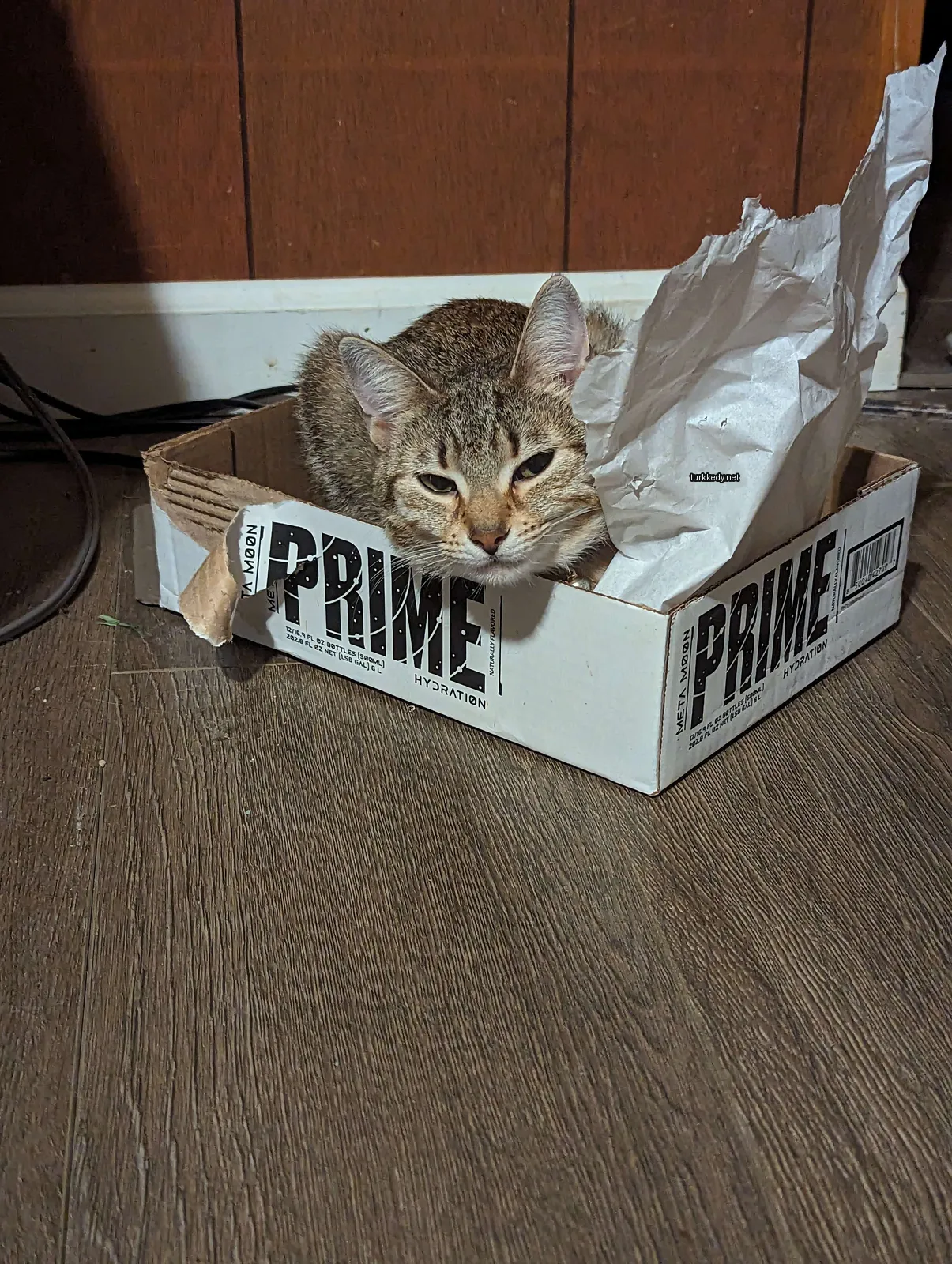 Kara ve beyaz bir kedi boxta oturuyor.