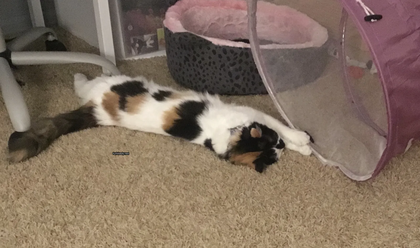 Siyah ve beyaz bir püskürtüye sahip bir kedi zemine yatıyor.