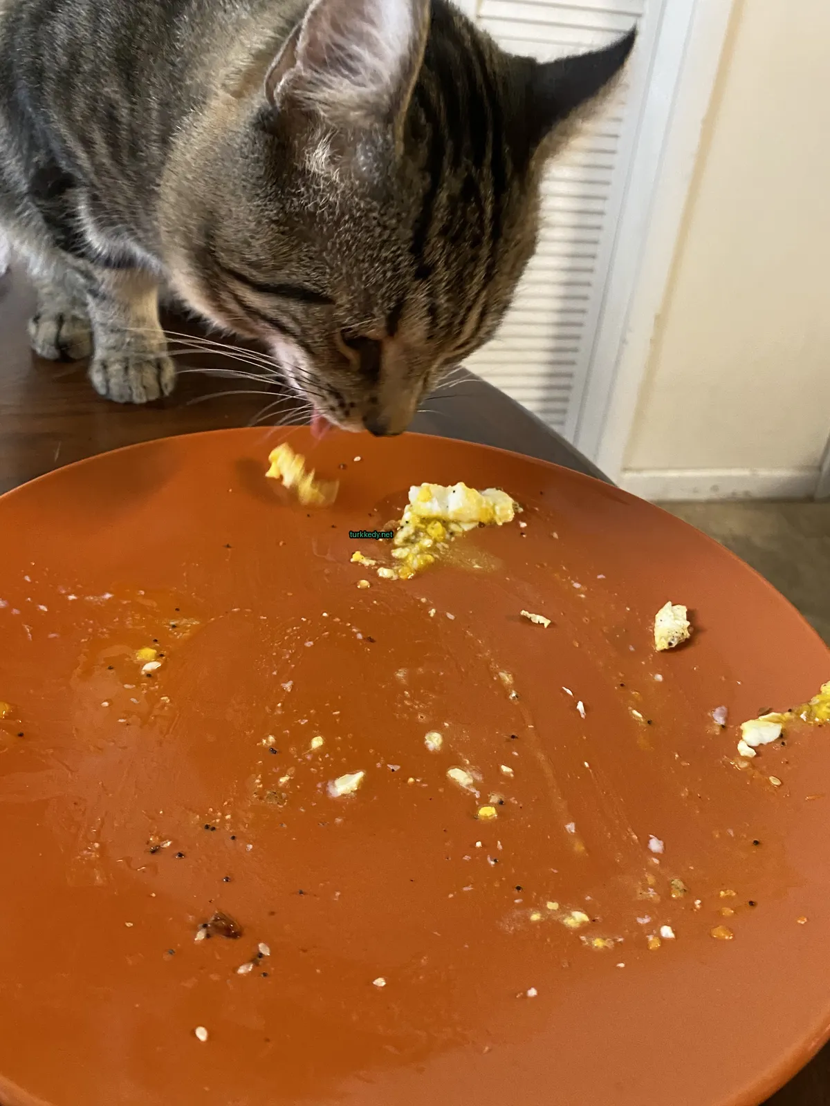 Bir kedi, bir tabak yiyecekleri yalayarak yalınıyor.