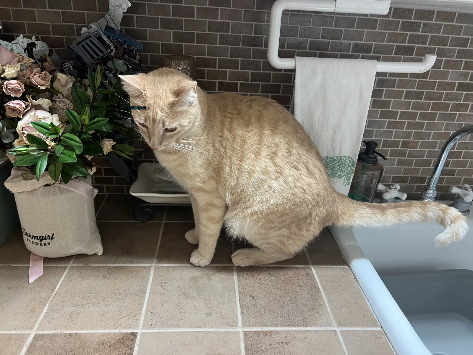 Bir büyük turuncu kedi banyo masasında oturuyor.