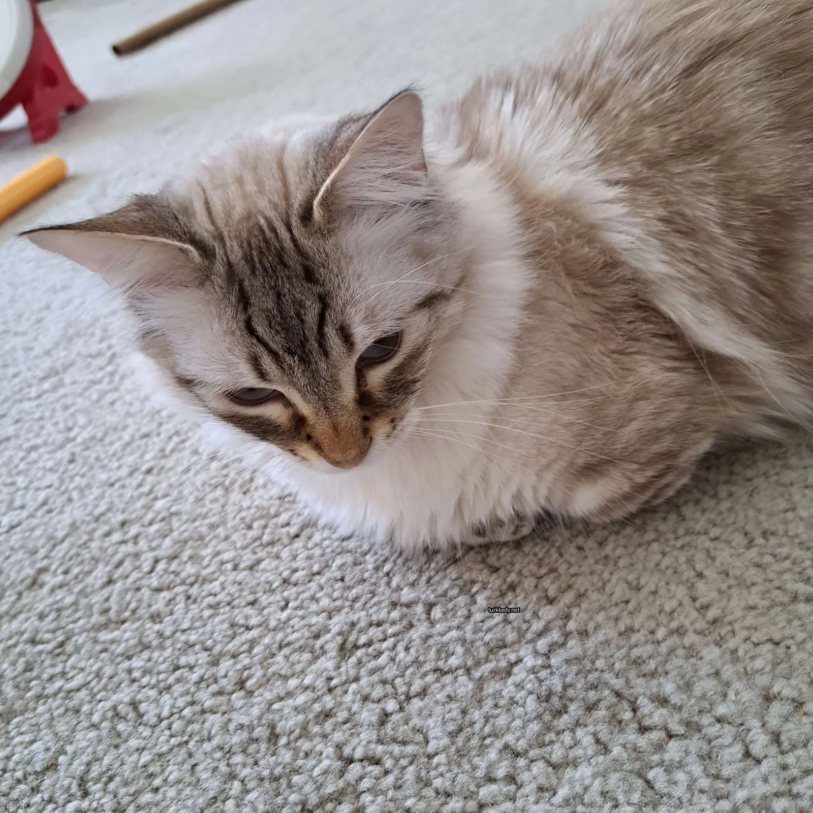 Kıllı bir kedi, bir halı üzerinde yatıyor ve benekli bir desene sahiptir.