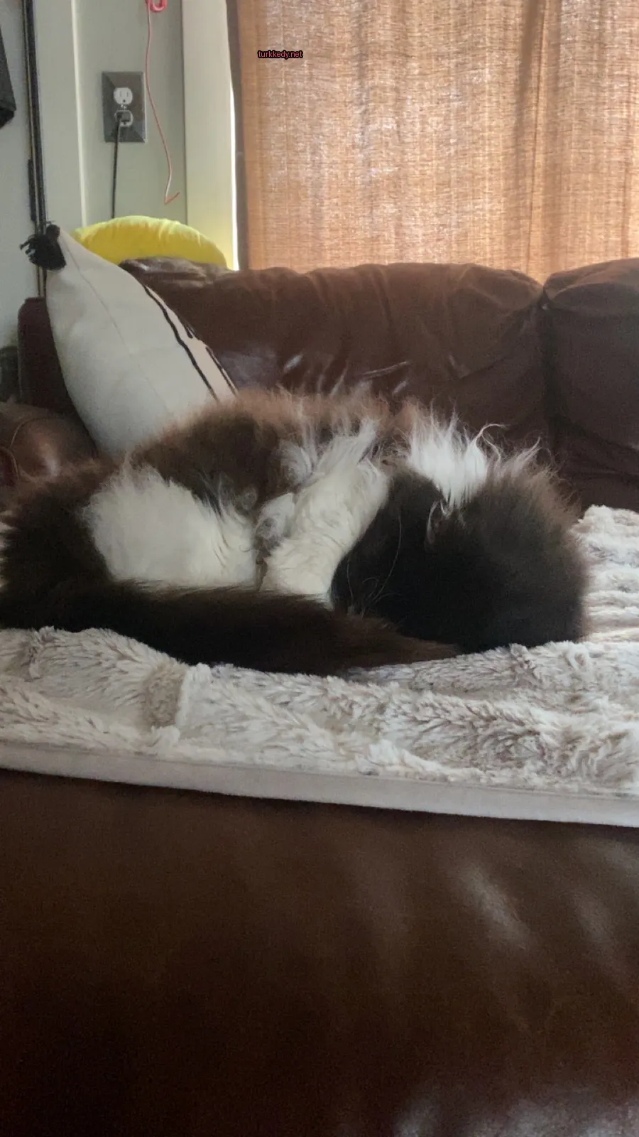 Siyah ve beyaz bir kedi bir sofa üzerinde sarılı duruyor.