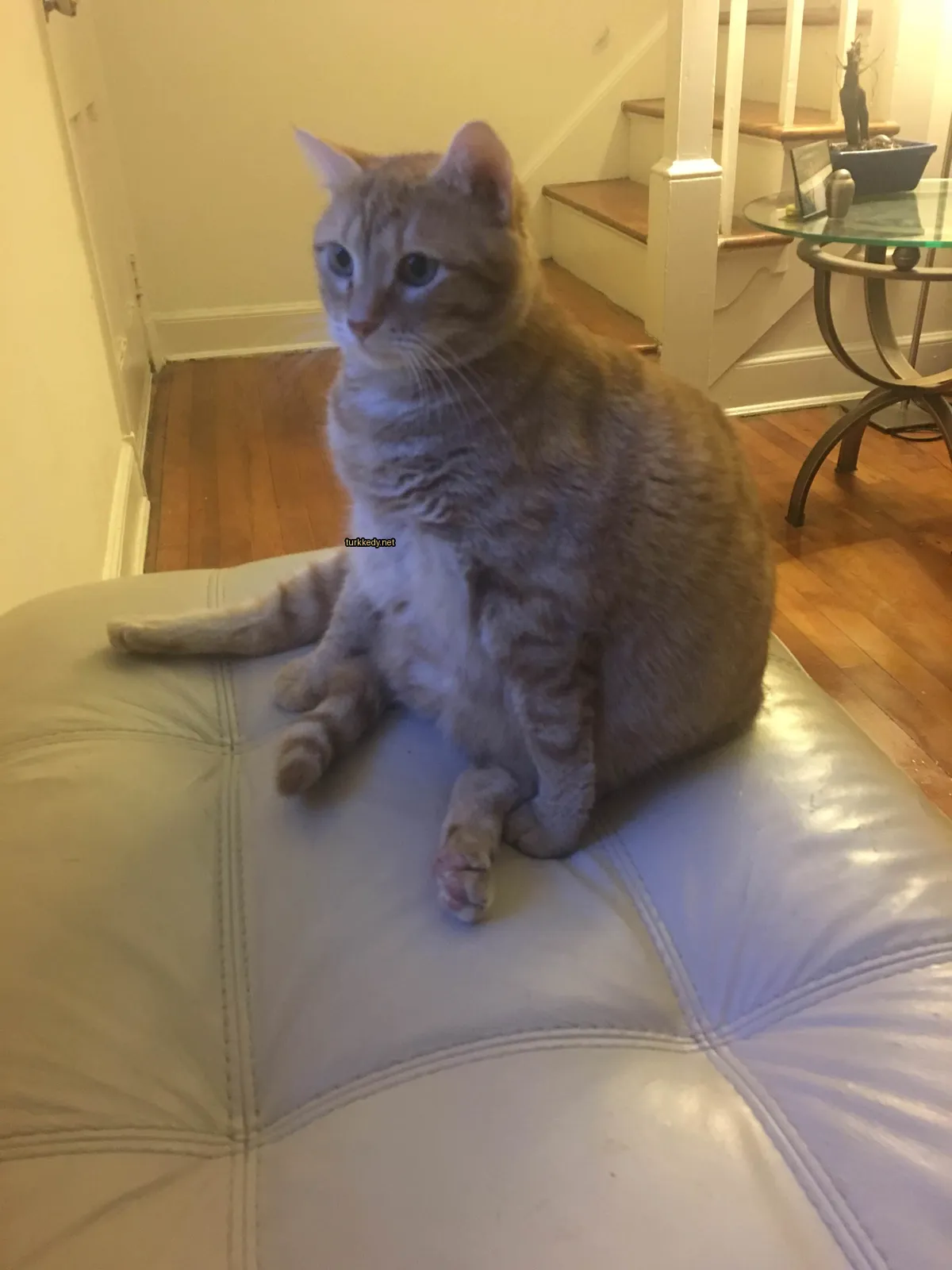 Büyük bir turuncu ve beyaz kedi bir sofa üzerinde oturuyor.