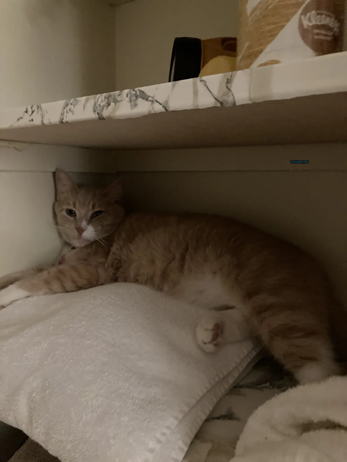Beyaz bir havlu üzerinde sarı ve beyaz bir kedi yatar.