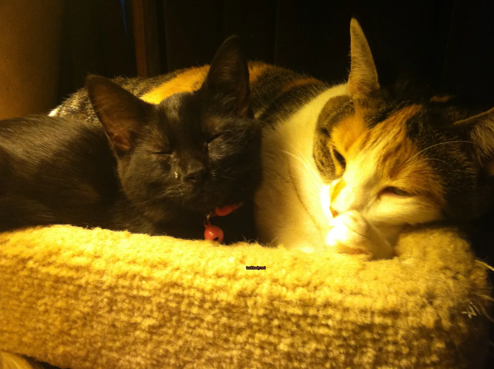 Siyah ve beyaz bir kedi bir kedi ağacında uyuyor.