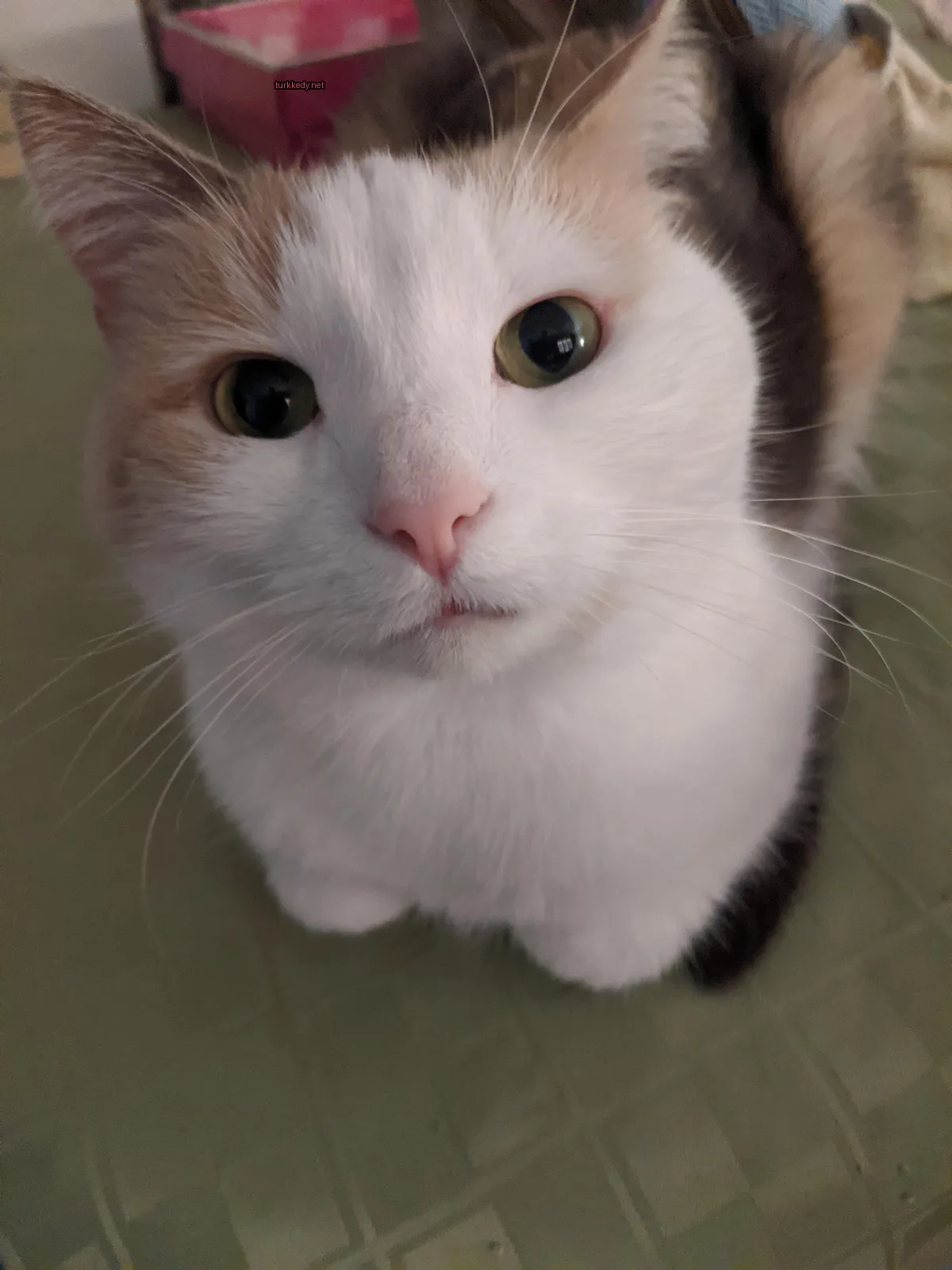 Beyaz ve kahverengi bir kedi, mavi yeşillikli yeşil gözleri ve pembe burun ile yeşil bir bez üzerinde oturuyor.