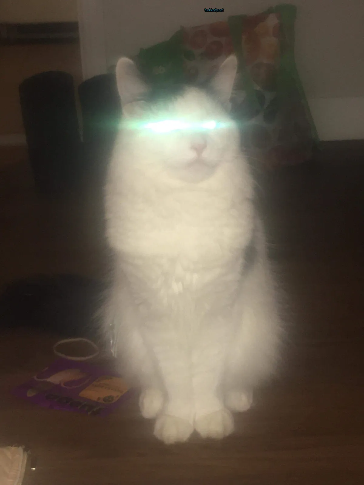 Beyaz ve siyah bir kedi, yeşil gözleri olan, bir ahşap zemin üzerinde oturuyor.