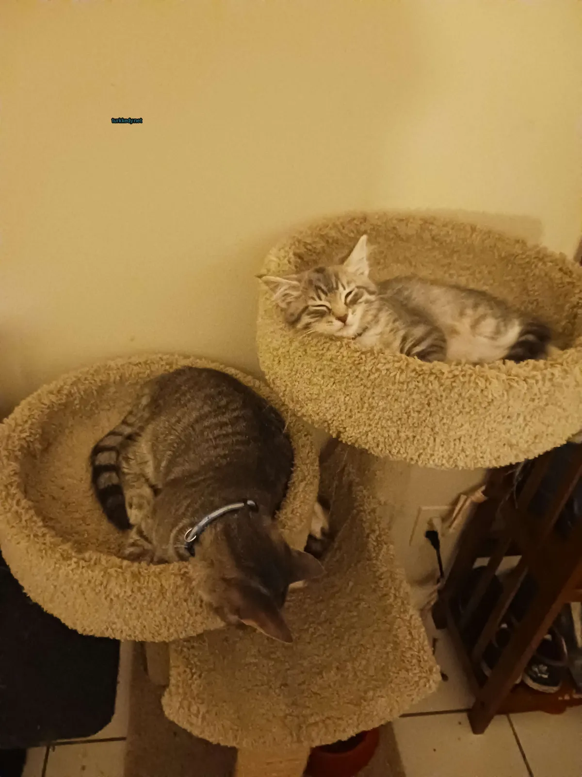Gri ve beyaz bir kedi yatağında uyuyor.