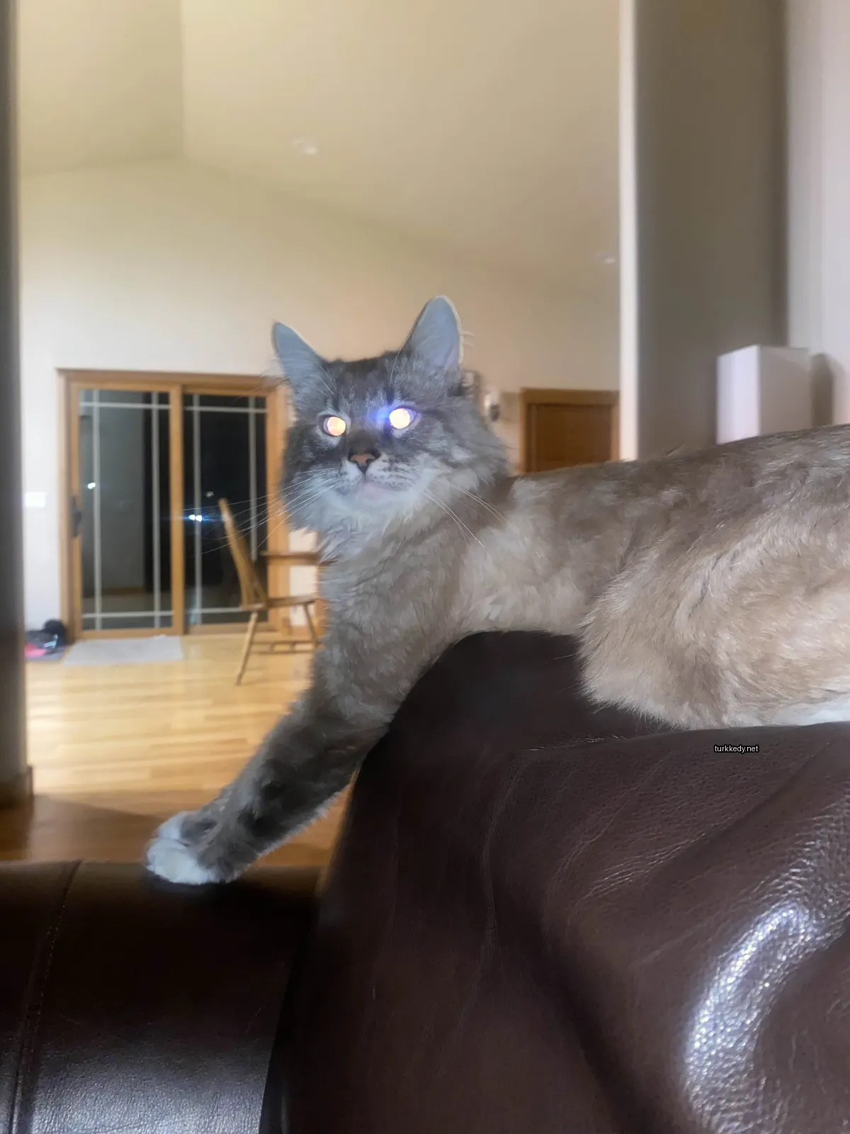Bir gri ve beyaz kedi bir oturma odasındaki bir sofa üzerinde oturuyor.
