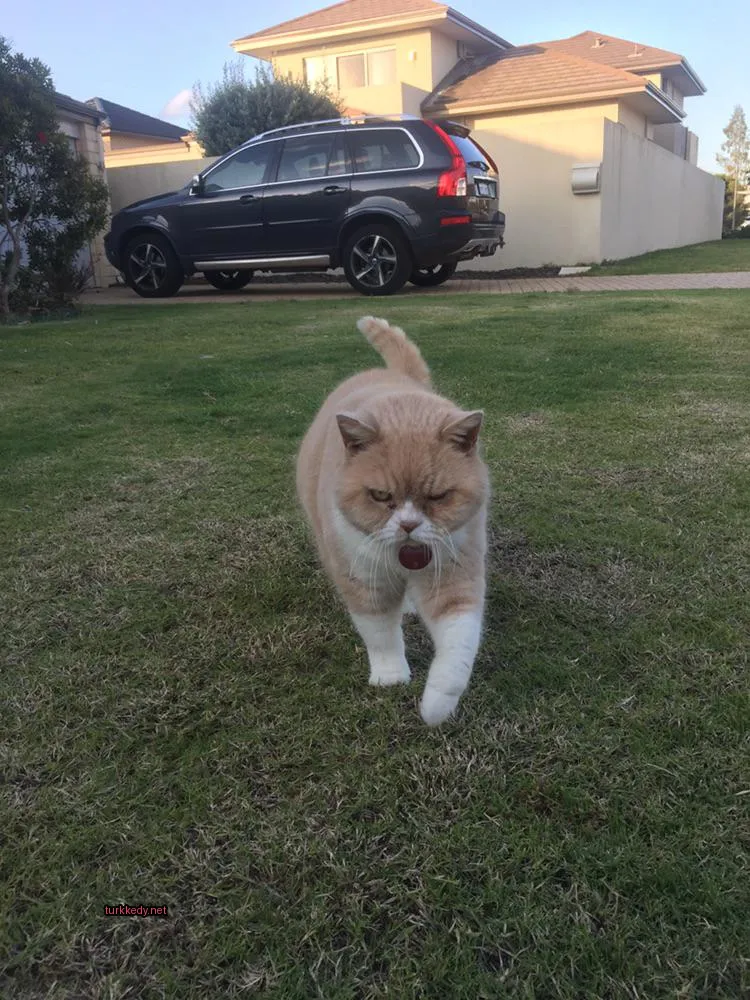 Koyu kahverengi ve beyaz bir kedi, kızgın bir ifadeyle yüzünü gösteriyor.