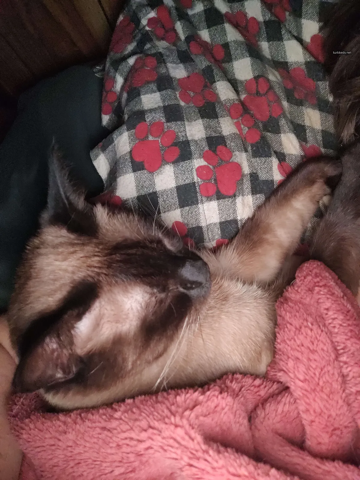 Kara ve beyaz bir kedi bir örtü üzerinde yatıyor.