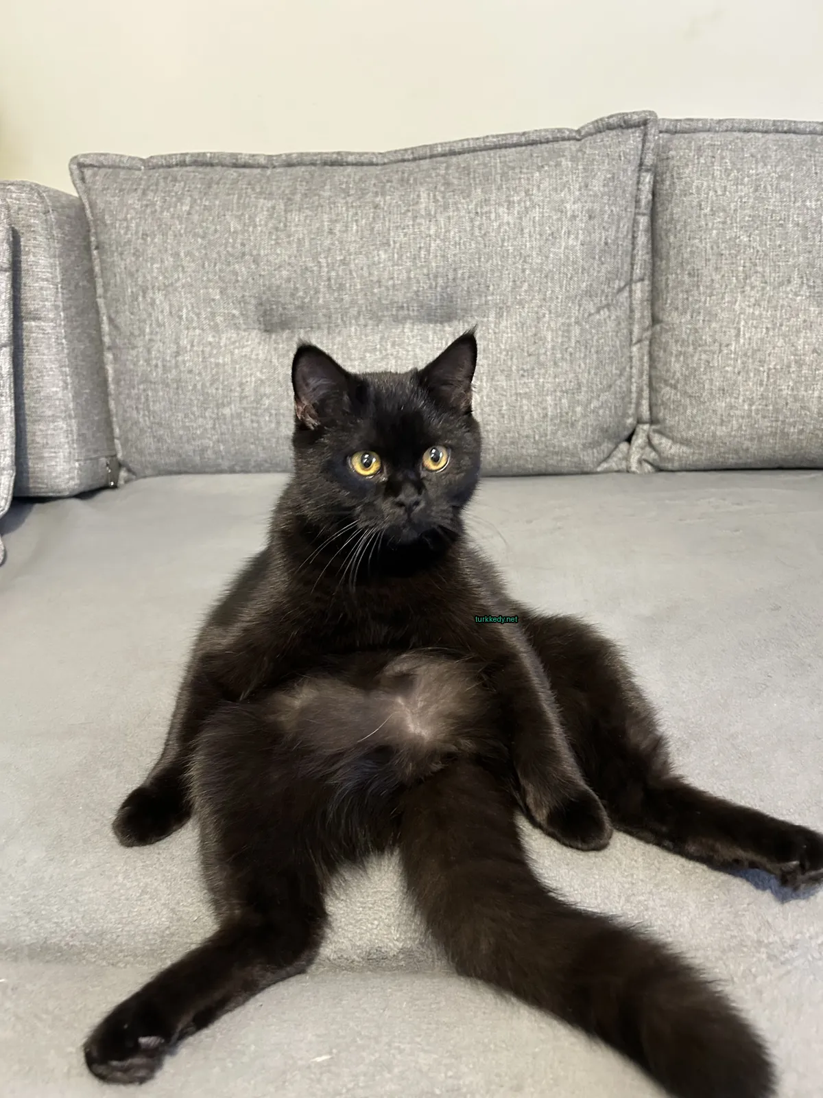 Siyah bir kedi mavi bir koltukta yeşil bir kemer taşıyor.