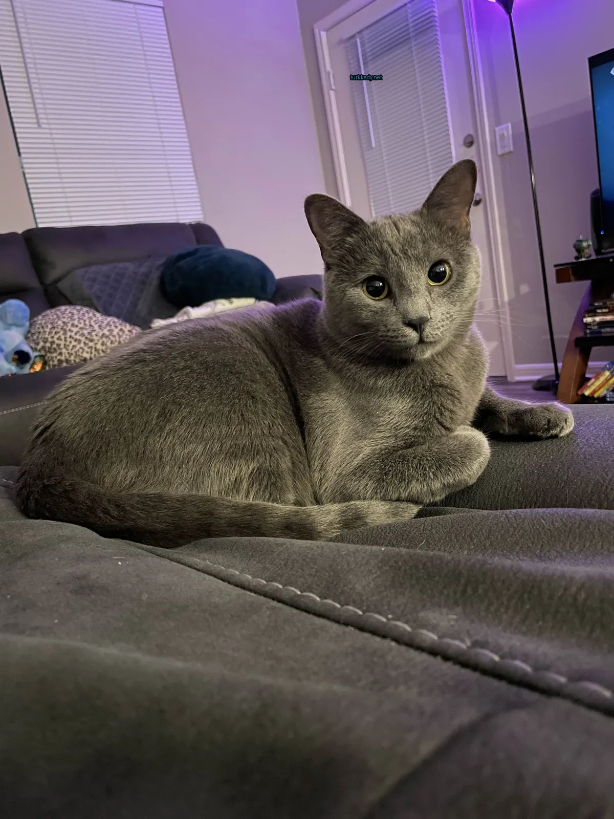 Gri bir kedi, beyaz göğsüyle oturma odasındaki bir sofa üzerinde oturuyor.