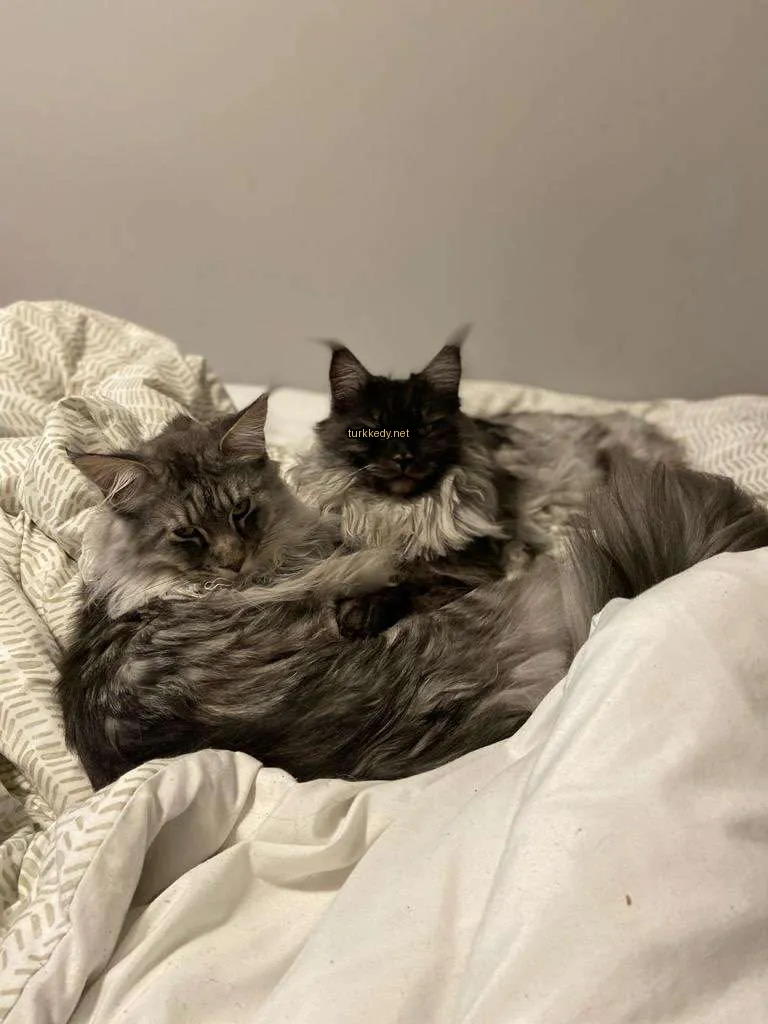 Siyah ve beyaz bir kedi ve gri ve beyaz bir kedi uzun kuyruklarıyla yatakta yatıyor.