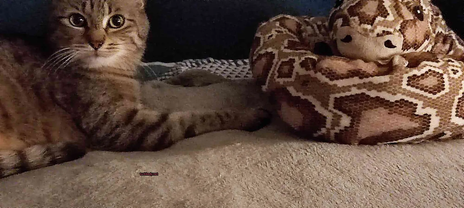 Bir kedi, bir yılan kuschağıyla yan yana yatan bir yatakta yatıyor.
