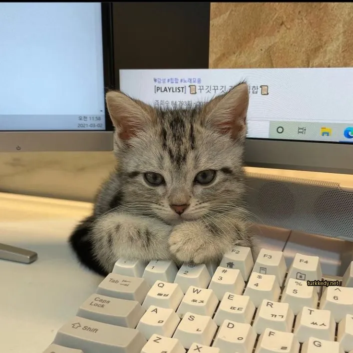 Gri ve beyaz bir kedi, siyah bir kuyruğu ve ayakları ile bir bilgisayar klavyesinde oturuyor.