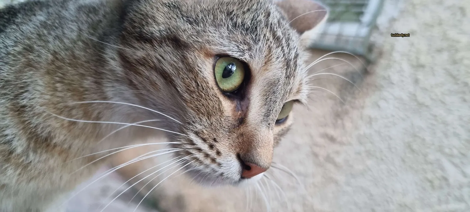 Yeşil gözleri ve kahverengi ve beyaz bir deri desenine sahip bir kedi kameralara bakıyor.