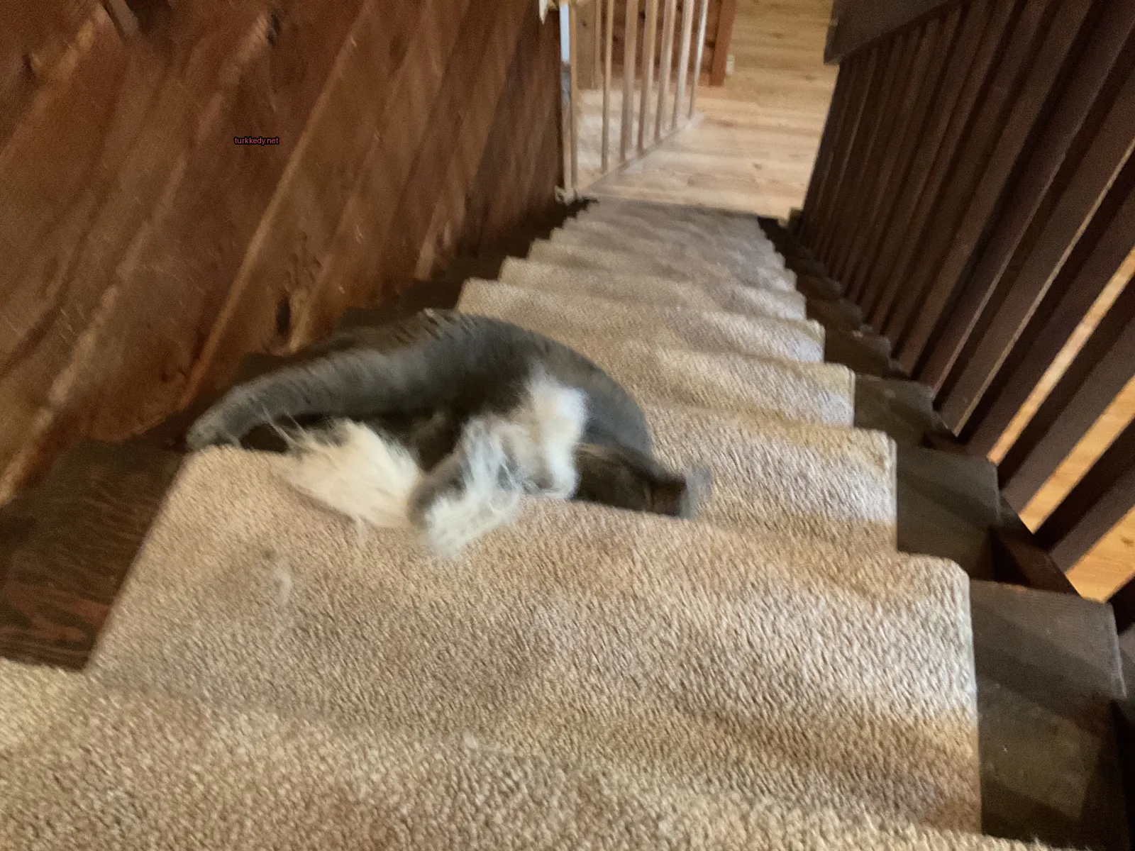 Gri ve beyaz bir kedi bir halı kaplı merdivenlerde yatıyor.
