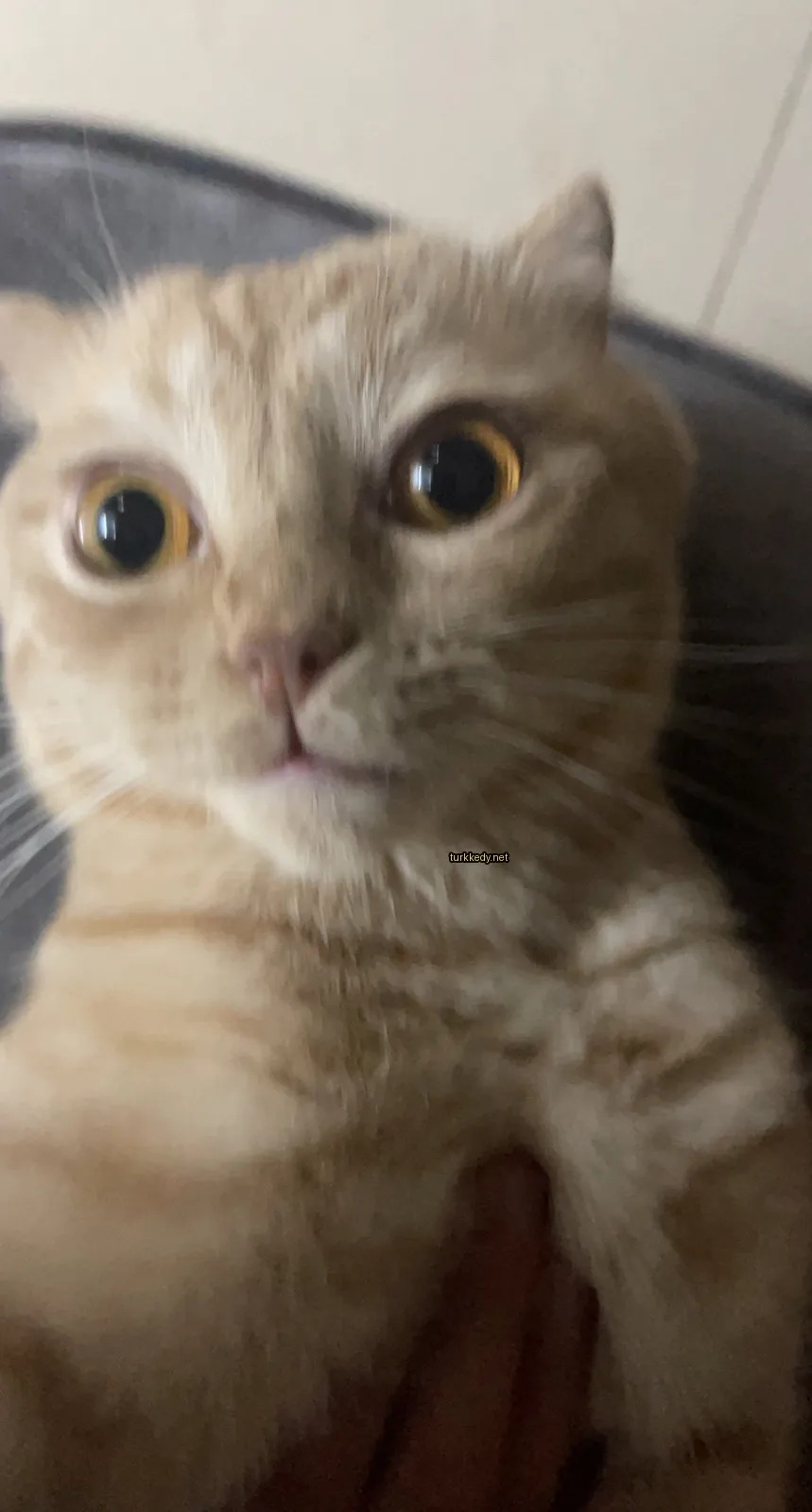 Sarı ve beyaz desenli bir kedi bir sofa üzerinde oturuyor.