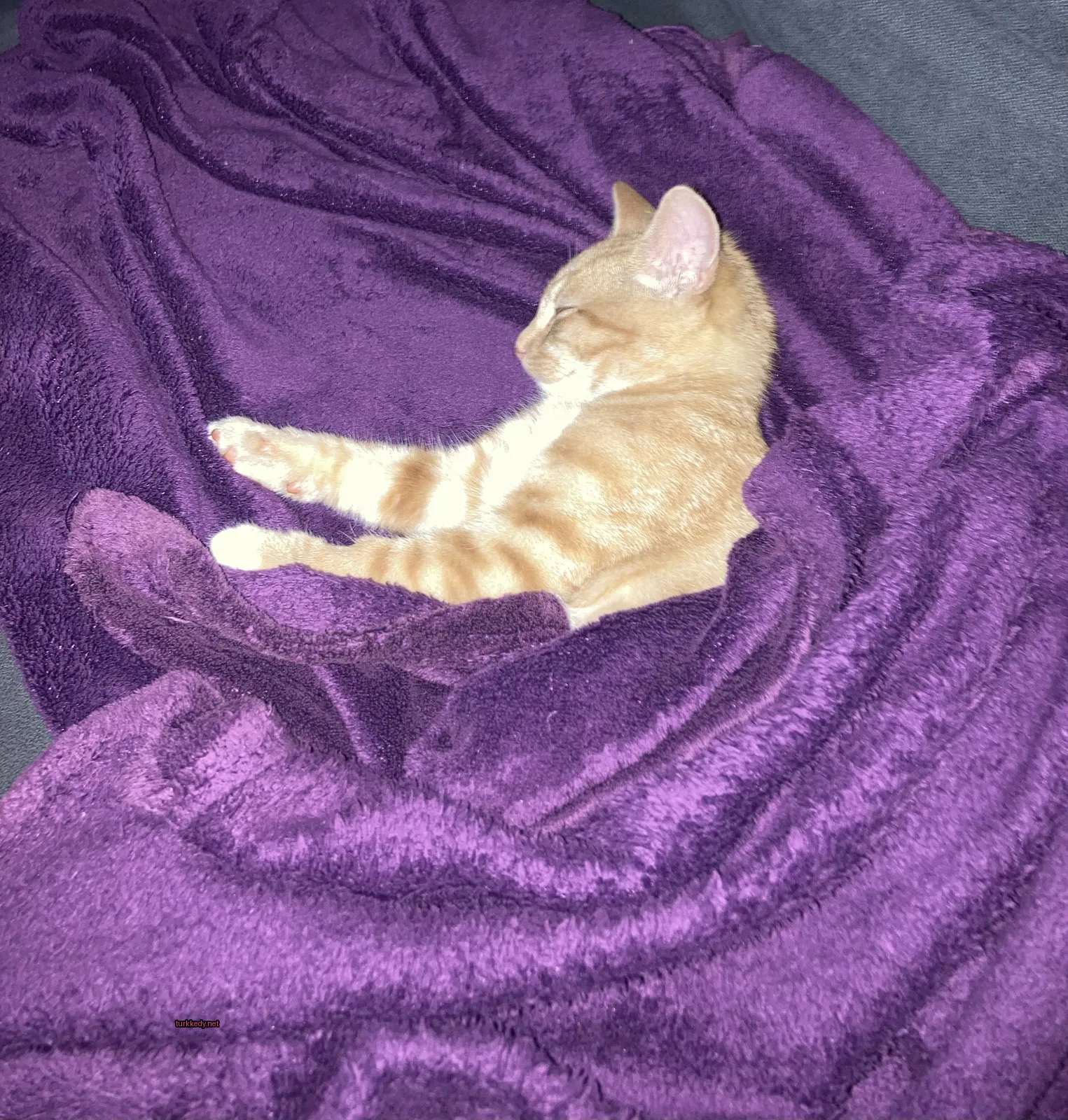 Kırmızımsı bir kedi, mavi bir bez üzerinde beyaz bir kedi yatıyor.