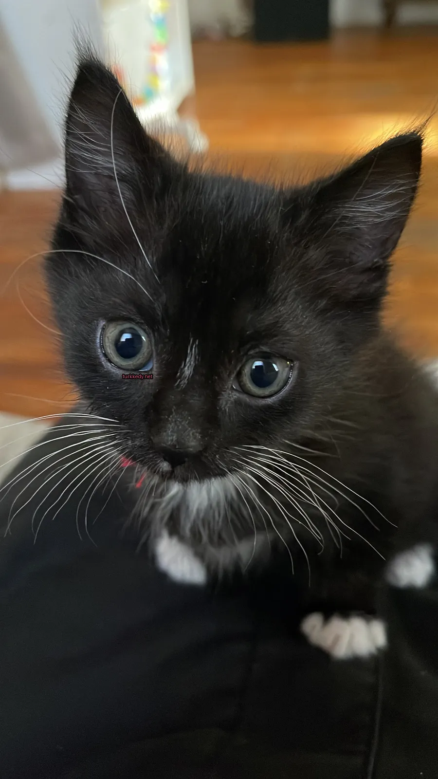 Beyaz bir kedi, kırmızı bir kemerle masa üzerinde oturuyor.