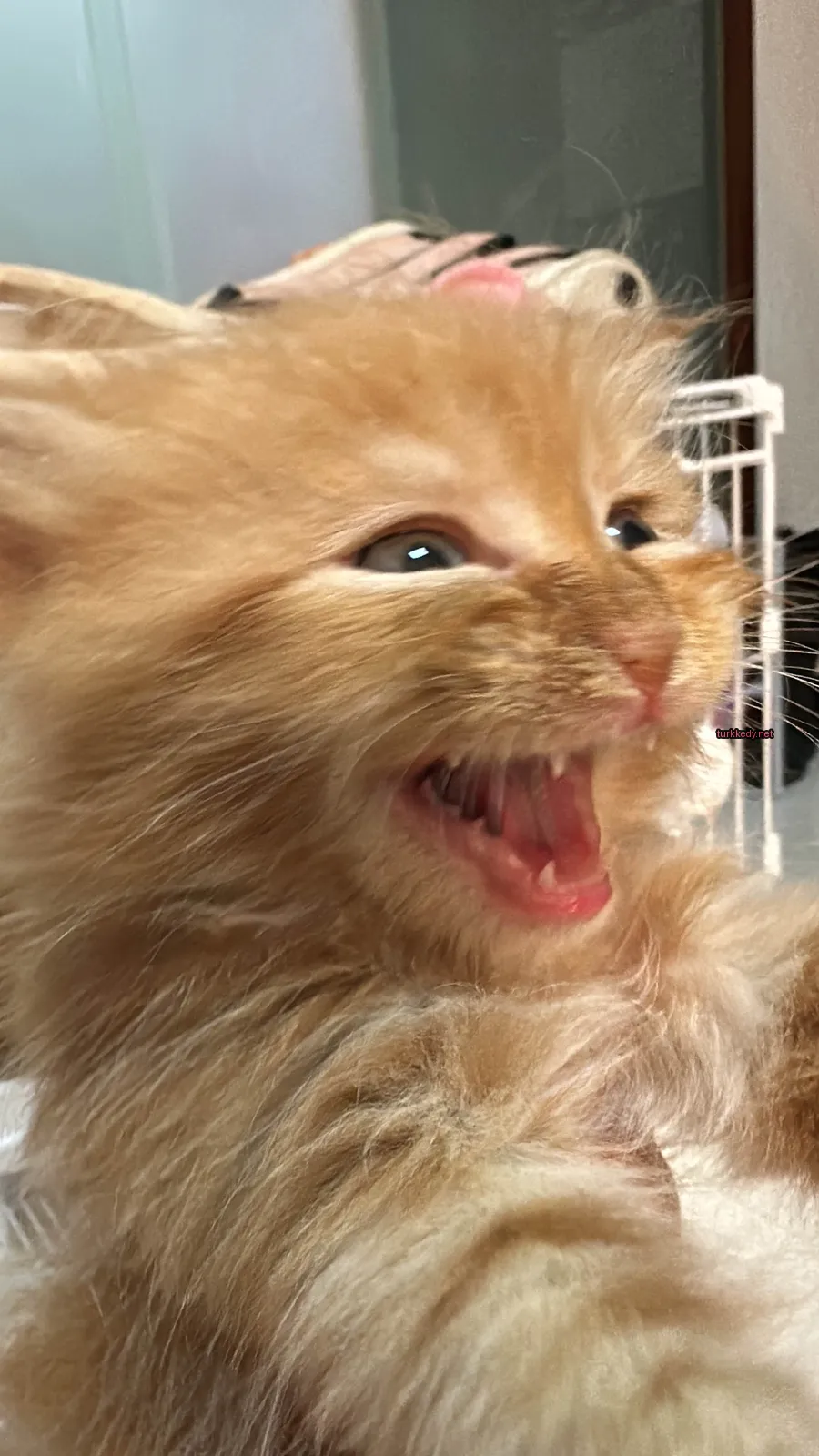 Kırmızı ve beyaz bir kedi, beyaz burun ve ağızla, kameraya bakarken bir kafes içinde oturuyor.