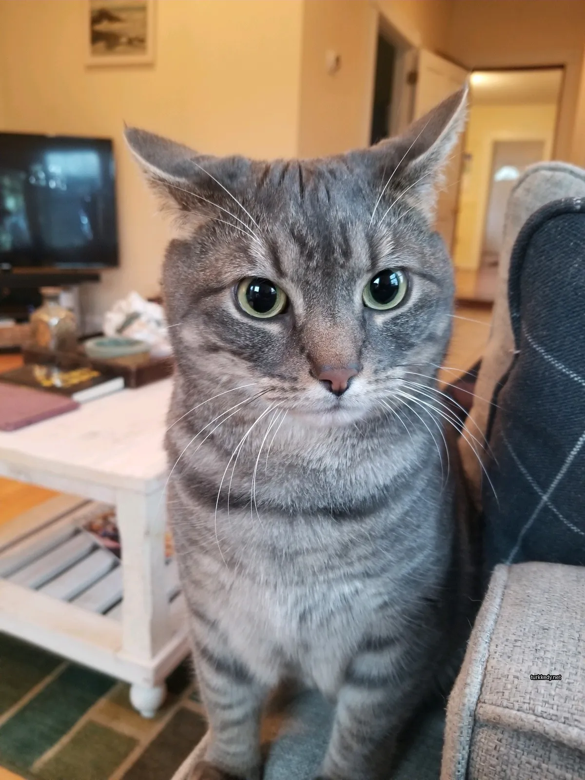 Gri ve beyaz bir kedi bir sofa üzerinde oturuyor.