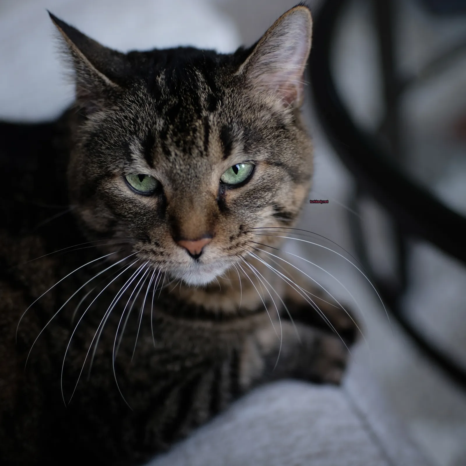 Kahverengi ve siyah bir kedi mavi yeşil gözleriyle bir sofa üzerinde oturuyor.