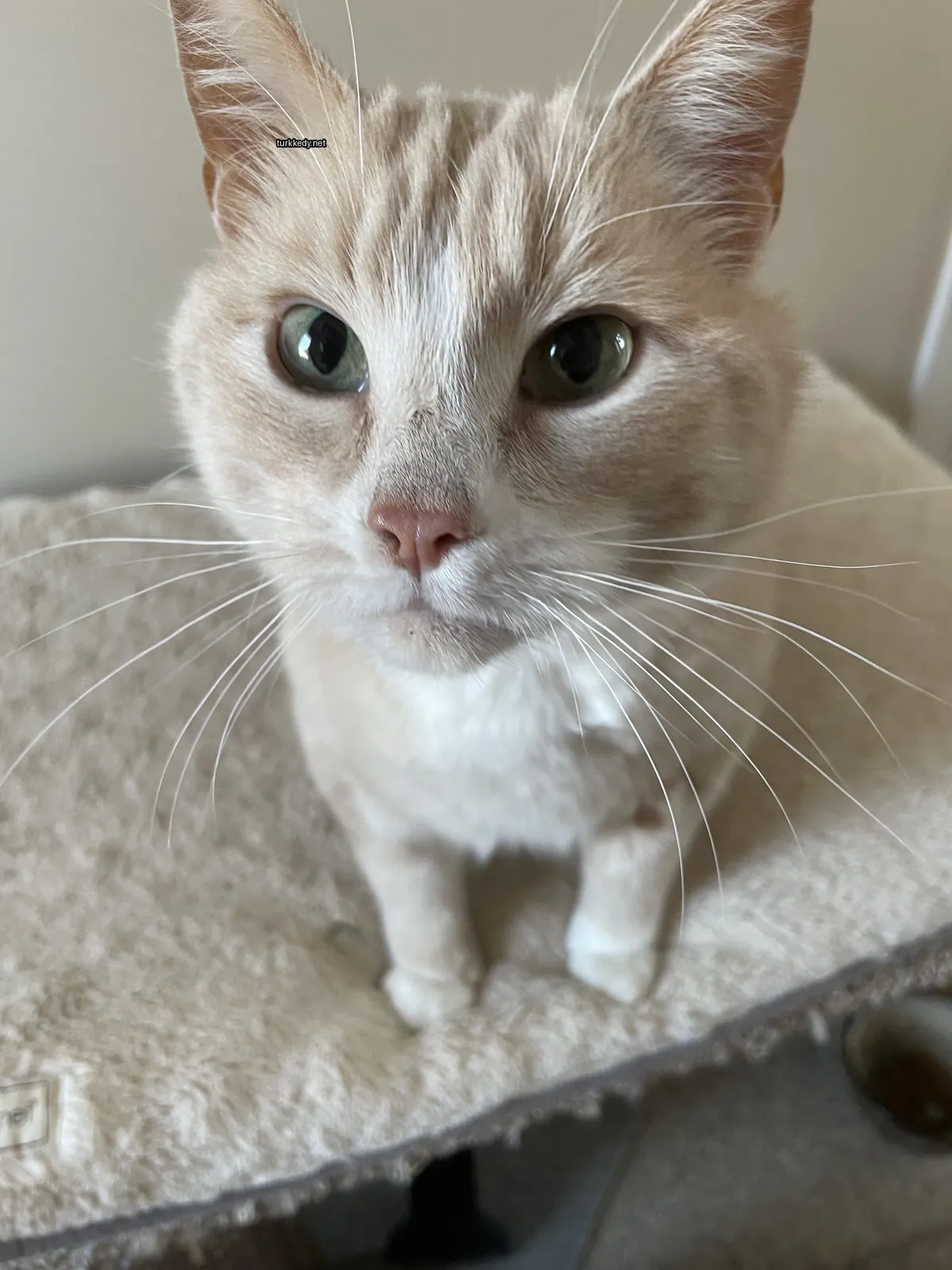 Beyaz ve kahverengi bir kedi yatakta oturuyor.