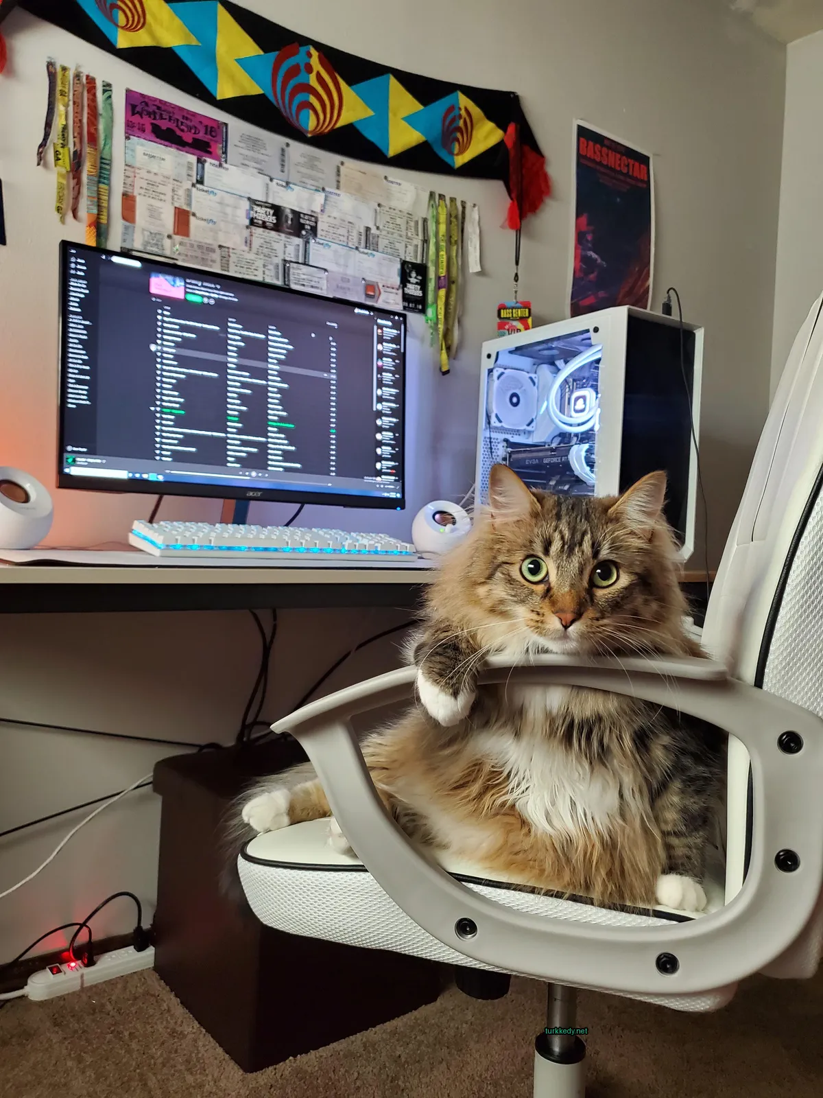 Kumral bir kedi, bir bilgisayar karşısında bir sandalyede oturmaktadır.