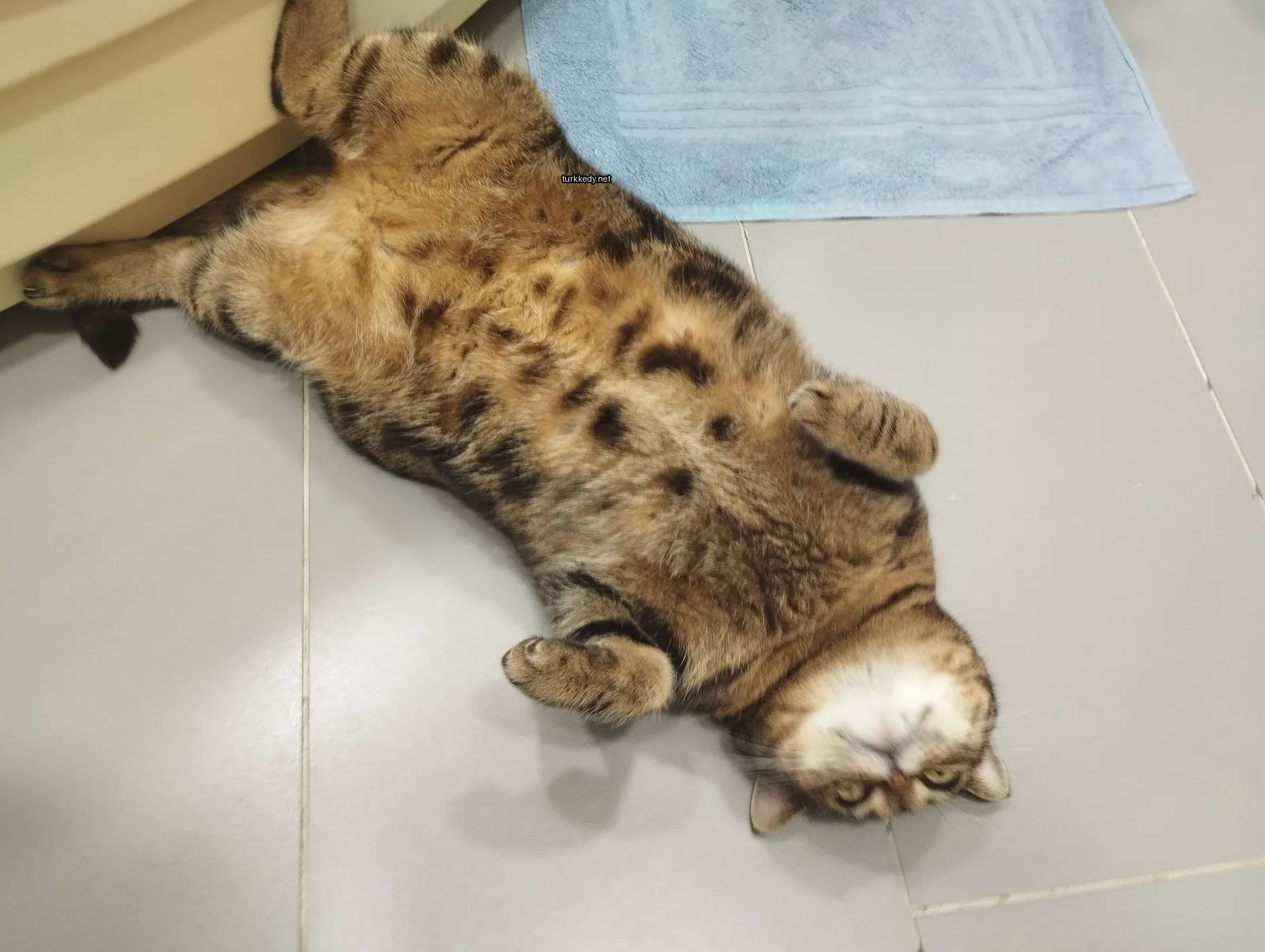 Kara ve siyah bir kedi zemine yatıyor.